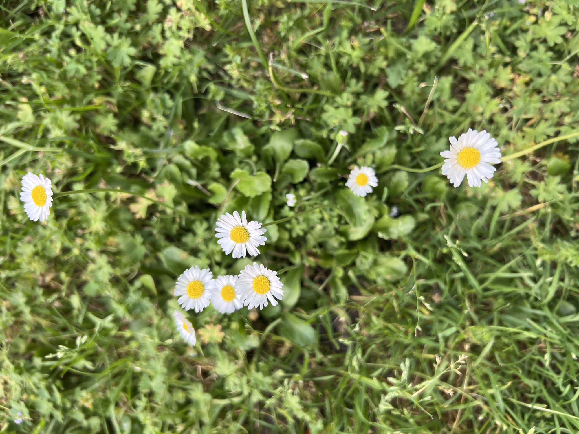 The image shows a patch of daisies blooming in the grass. The daisies have white petals and yellow centers. They are scattered throughout the frame, with some in focus and others blurred. The grass is green and lush, with some brown patches visible. The scene appears to be outdoors, likely in a park or garden. No people or buildings are visible. This scene could be found in various green spaces within the city of Sofia, Bulgaria.