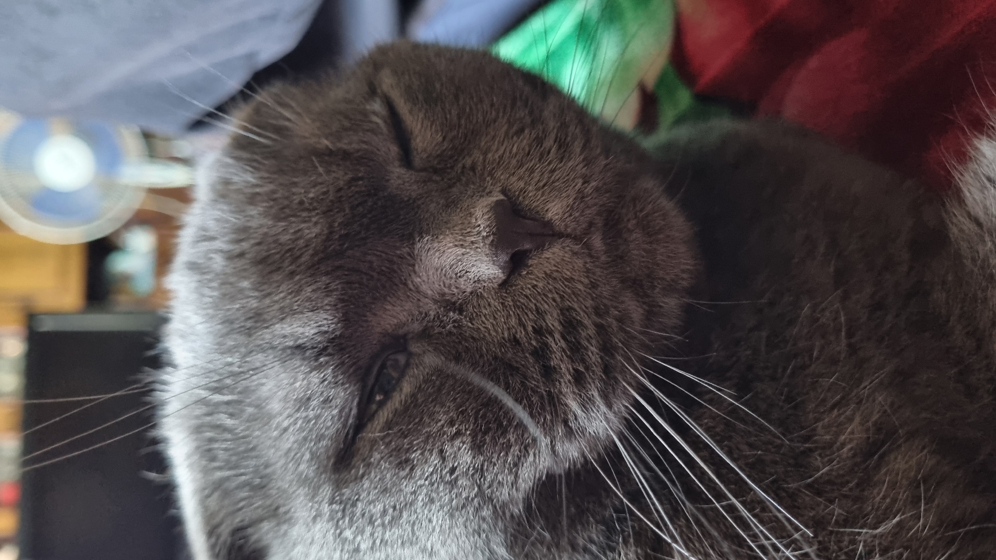 A close-up, horizontal shot captures the face of a grey cat, tilted sideways as it sleeps. The cat's eyes are closed, and its fur appears soft and dense. Its prominent whiskers fan out from its muzzle. In the background, out-of-focus elements suggest an indoor setting. To the left, the blurred shape of a fan with blue blades is visible, along with some indistinct furniture and objects. To the right and behind the cat, vibrant colors of green and red fabrics or blankets are partially visible, adding a splash of color to the otherwise muted tones of the cat's fur. The overall impression is one of peaceful slumber in a comfortable, domestic environment. There is no visible text in the image.