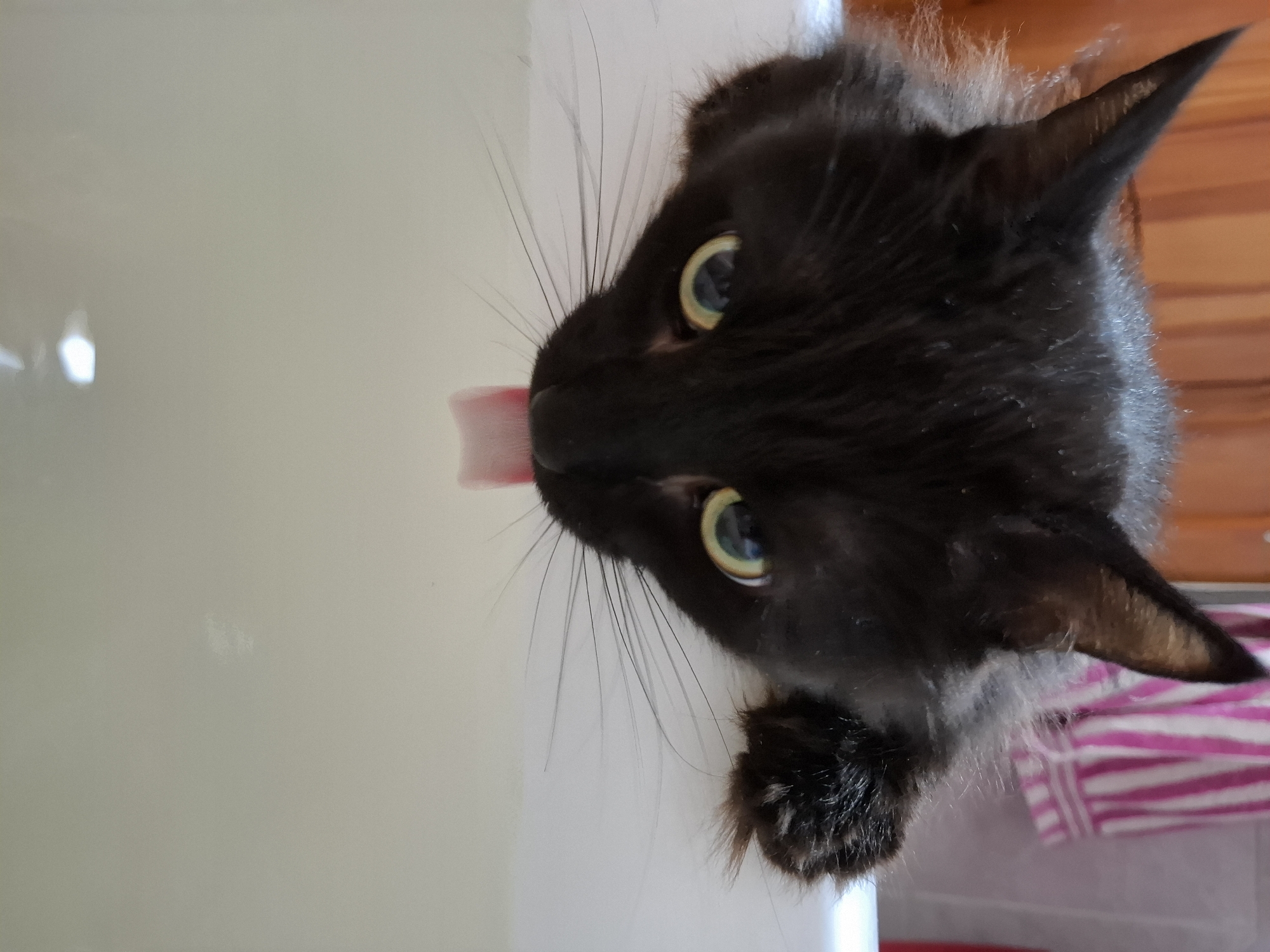 A medium shot presents a black cat in a bathroom setting. The cat's face is angled, with its tongue extended, suggesting licking. The cat's eyes are open and appear to be gazing at the camera. The cat is positioned near a white surface, potentially a bathtub or sink, as well as a pink and white striped towel. The location is not identifiable.
