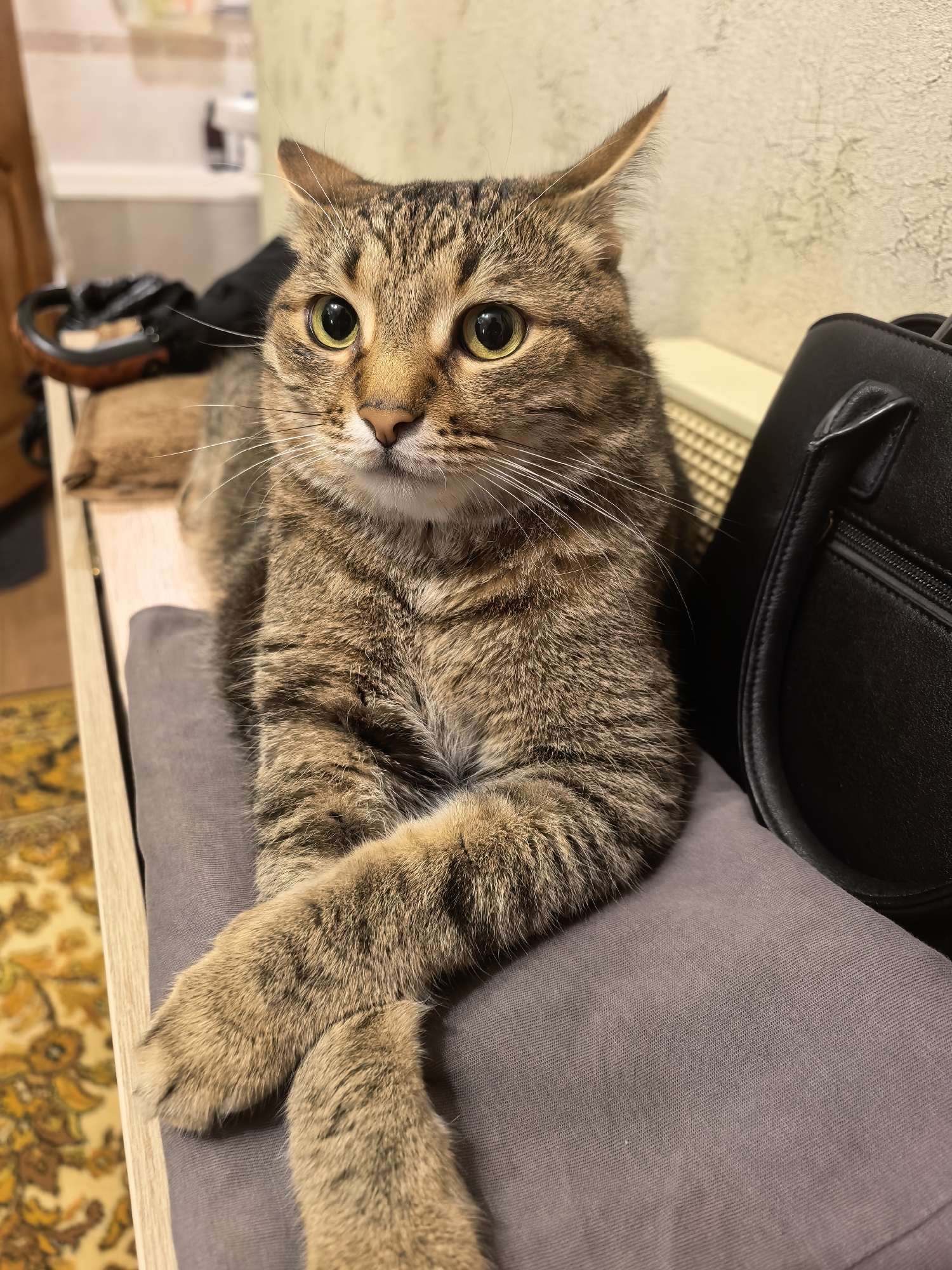 A tabby cat with green eyes and pointed ears is lying on a gray cushion on a wooden surface. The cat's front paws are crossed. To the left of the cat, a brown rug with a yellow floral pattern is visible on the floor. Behind the cat, to the right, is a black bag. The background shows a textured wall and a white radiator. The scene appears to be indoors, possibly in a home.