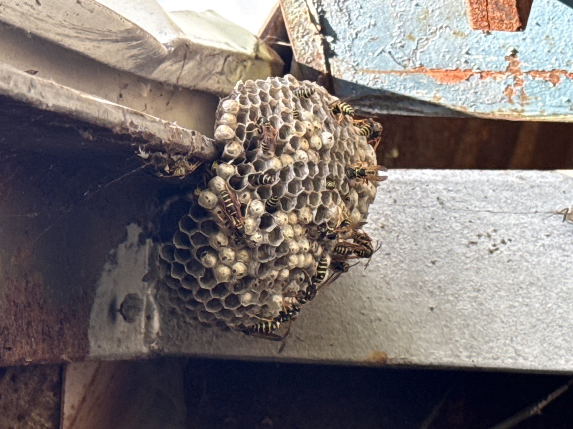 A wasp nest is attached to a rusty metal beam outdoors in the city of Unknown, Unknown. The nest is hexagonal in shape and appears to be made of paper or wood pulp. Several wasps are visible on and around the nest. The background shows more of the rusty beam and a portion of a blue painted surface, possibly part of a building or structure. The lighting suggests it is daytime.