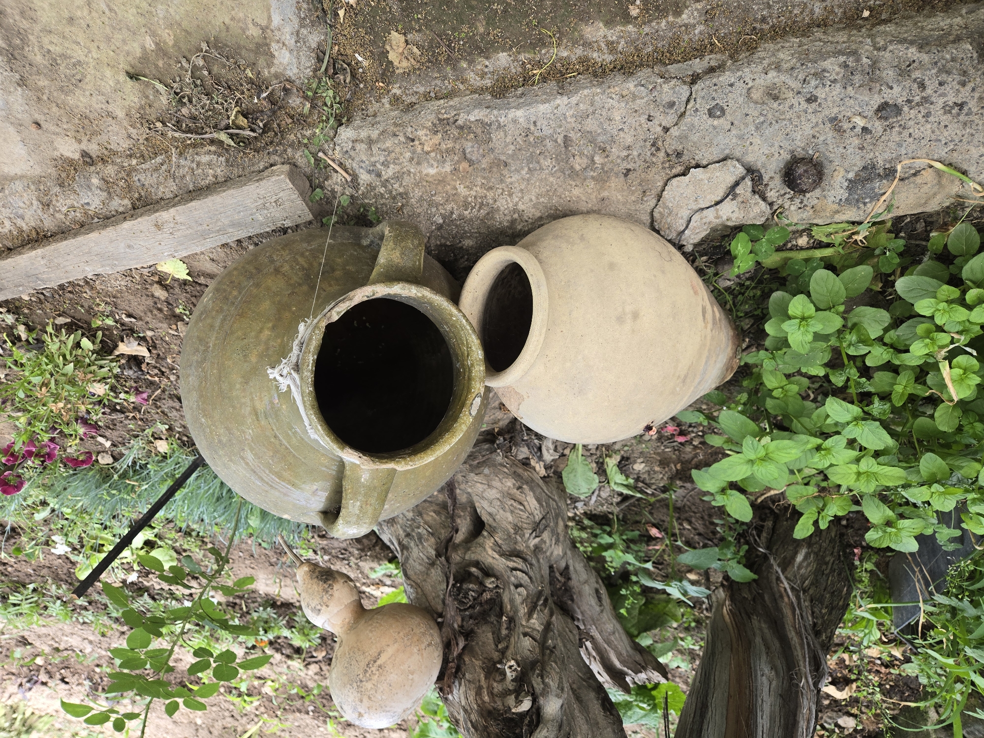 Two large, old clay pots are resting on a concrete border next to a tree trunk. The pot on the left is a pale, sandy color, and the pot on the right is a muted green. Both pots are empty. Behind the pots, a gnarled tree trunk is visible, with a dried gourd hanging from one of its branches. The ground around the pots is covered in dirt, small plants, and fallen leaves. A piece of weathered wood lies on the ground to the right of the green pot. The scene appears to be an outdoor garden or yard.