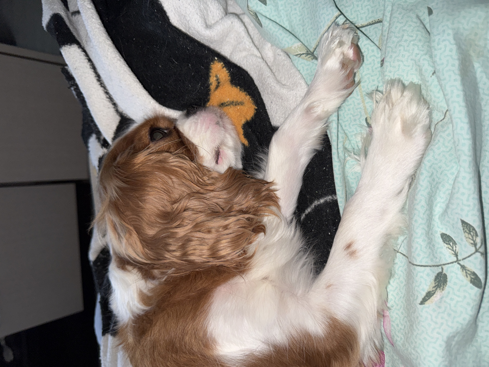 A Cavalier King Charles Spaniel dog is lying down on a bed with a patterned blanket. The dog is brown and white with long, wavy fur. It is curled up on its side, with its head resting on its paws. The blanket is black and white striped with an orange design of a bird. The bed is covered with a light green sheet with a floral pattern. The background is dark and out of focus.
