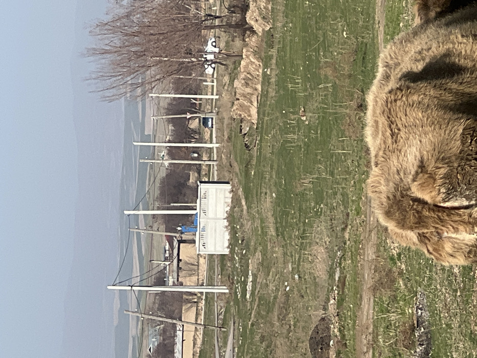 The image displays a rural or semi-rural landscape in Qoraobdol QFY, Uzbekistan, under clear daylight conditions. In the immediate foreground, the back and upper head of a large, brown, shaggy-furred animal, consistent with a yak or cattle, is visible, positioned low in the frame. The midground consists of uneven terrain covered with sparse green and dry grass, dirt patches, and scattered debris. A gray concrete wall or fence structure stands centrally, topped by a blue, rectangular utility apparatus, possibly a water pump. Behind this structure, a line of alternating wooden and concrete utility poles supports multiple overhead lines. A narrow road runs horizontally through the midground, occupied by a dark-colored sedan and a white sedan. Beyond the road, low-rise buildings with light-colored walls are visible among leafless trees. The background features extensive open fields or agricultural land, rising to a range of hazy mountains or hills on the distant horizon under a pale blue sky. No individuals are clearly discernible, and no specific actions or interactions are depicted.
