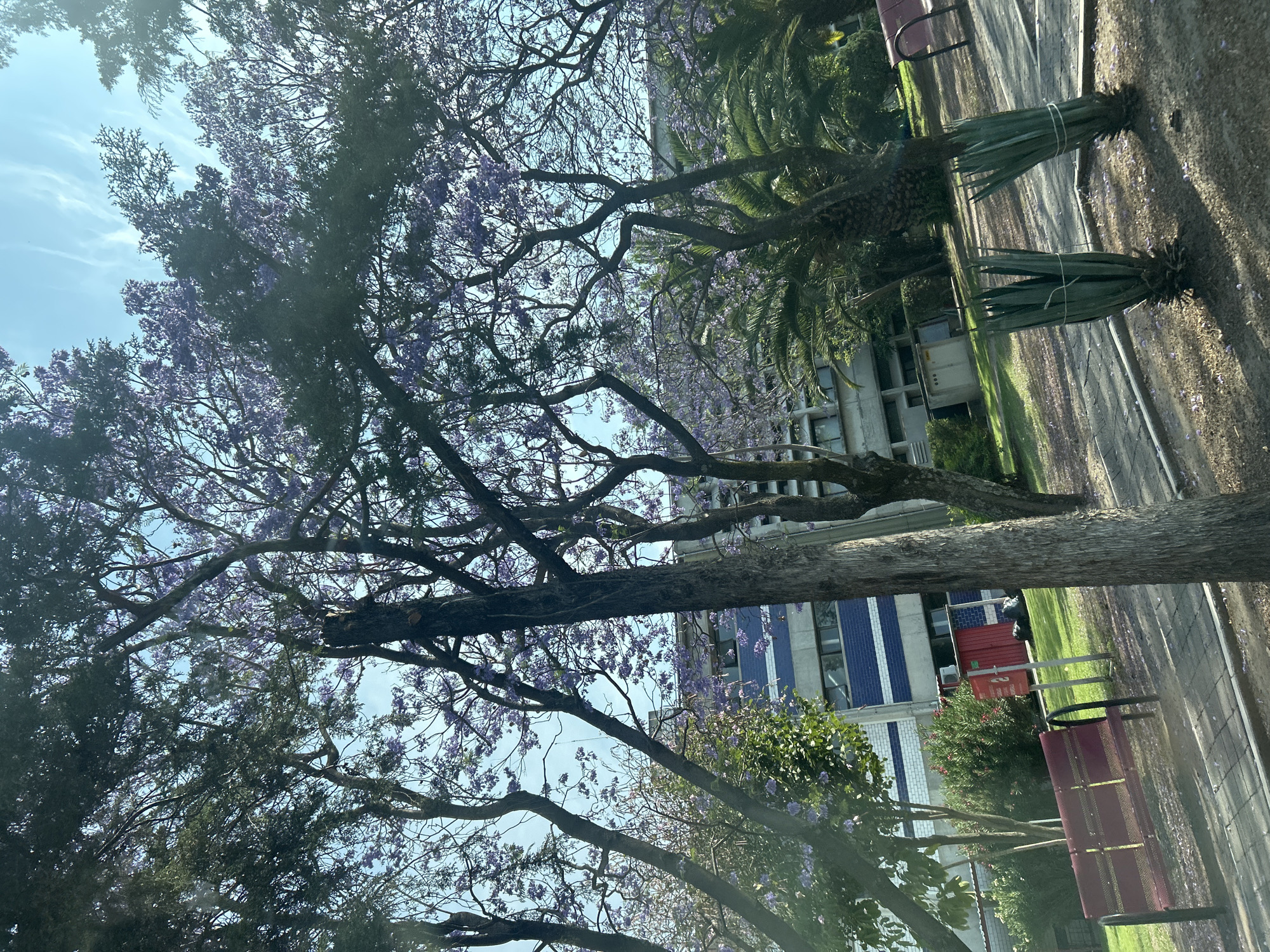 This image captures an outdoor scene dominated by lush foliage and architectural elements under a bright, clear sky. A large jacaranda tree with abundant purple blossoms and thick, gnarled branches fills much of the left and center foreground, its canopy extending upwards and across. To the right of the jacaranda, another tree, likely a palm, is visible with dark green fronds.
Beyond the trees, a paved pathway or ground surface is visible, scattered with numerous fallen purple petals. Further back on the right, two large agave-like plants are prominent, their long leaves tied vertically with white bindings. A red park bench with a metal frame is situated to the right of the pathway.
In the mid-ground and background, buildings are partially visible. One building on the right features a distinctive pattern of blue and white horizontal stripes, while another, more industrial-looking structure with grey and white sections and windows, can be seen behind the palm tree. The sky is a light, cloudless blue, suggesting a clear, sunny day. No people or specific activities are depicted, giving the scene a serene and well-maintained appearance, possibly in a park, garden, or campus setting. No text is visible in the image.