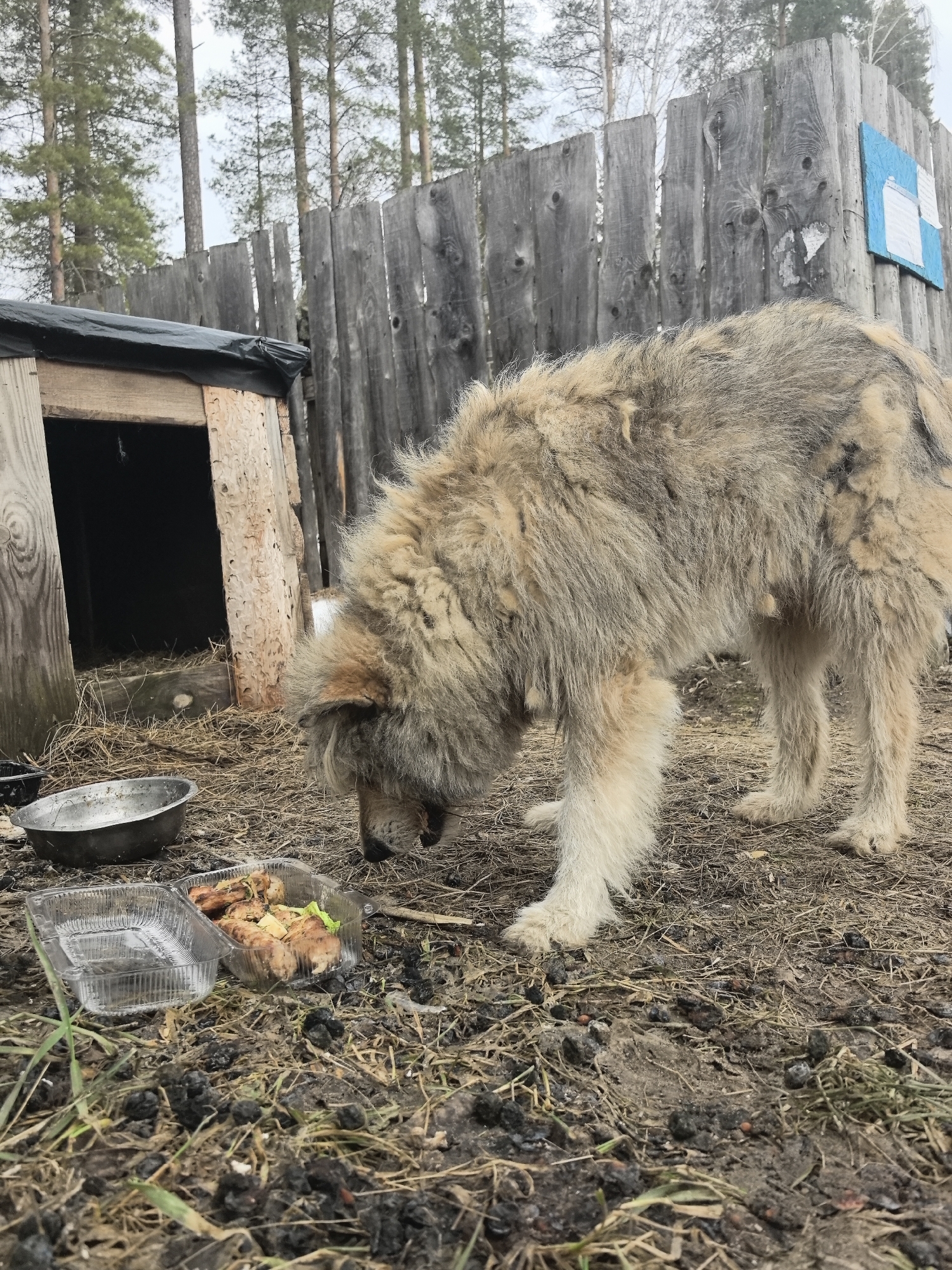 The image depicts a large, shaggy dog with tan and grey fur eating from an open plastic container. The container is situated on ground littered with dry grass and dark soil. There's a small, simple wooden dog house to the left, and a weathered wooden fence in the background. Behind the fence, there's a sparse scattering of trees against a muted sky, indicating an outdoor, possibly rural, setting. The presence of food in a take-out container and metal bowl suggests human interaction. The image does not provide definitive clues to confirm its location in Noviy, Russia.
