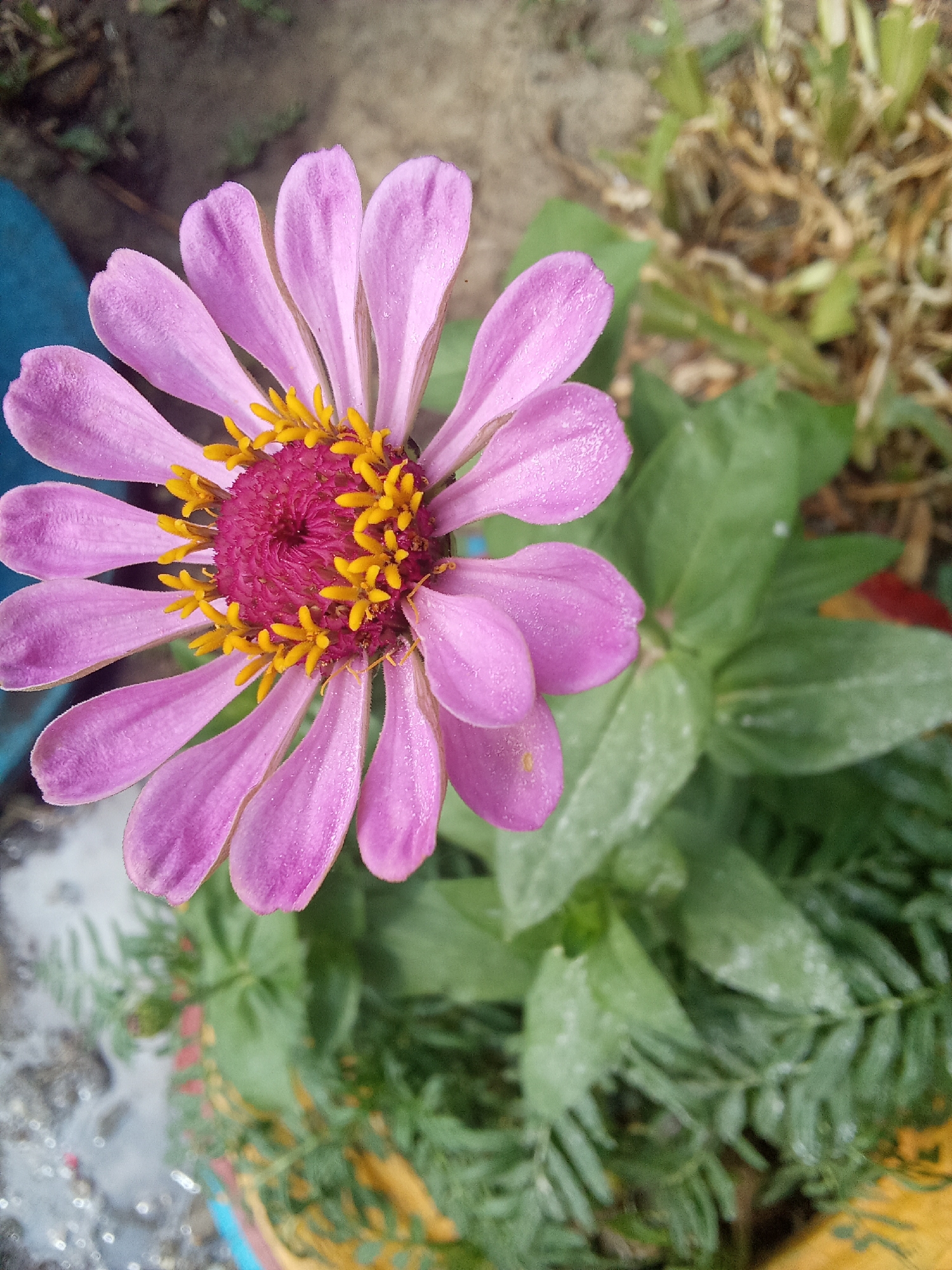A close-up, overhead shot features a single, vibrant pink zinnia flower. Its petals, tinged with lighter pink and speckled with tiny water droplets, radiate outward from a central disc composed of deep pink stamen and bright yellow anthers. The flower is positioned in the foreground, with its stem and lower petals extending toward the bottom left of the frame.
Behind the zinnia, the background is a blur of earthy tones and greenery. To the right, dried grass and soil form a textured backdrop, suggesting an outdoor setting. Lush, green leaves of other plants fill the middle ground and extend into the lower portion of the image, some appearing slightly out of focus.
The scene appears to be an outdoor garden or a natural setting, possibly within the city of Samsonovka, Kazakhstan. The presence of water droplets on the petals suggests recent rain or dew. There are no people or animals visible in the image. The overall impression is one of natural beauty and tranquility.