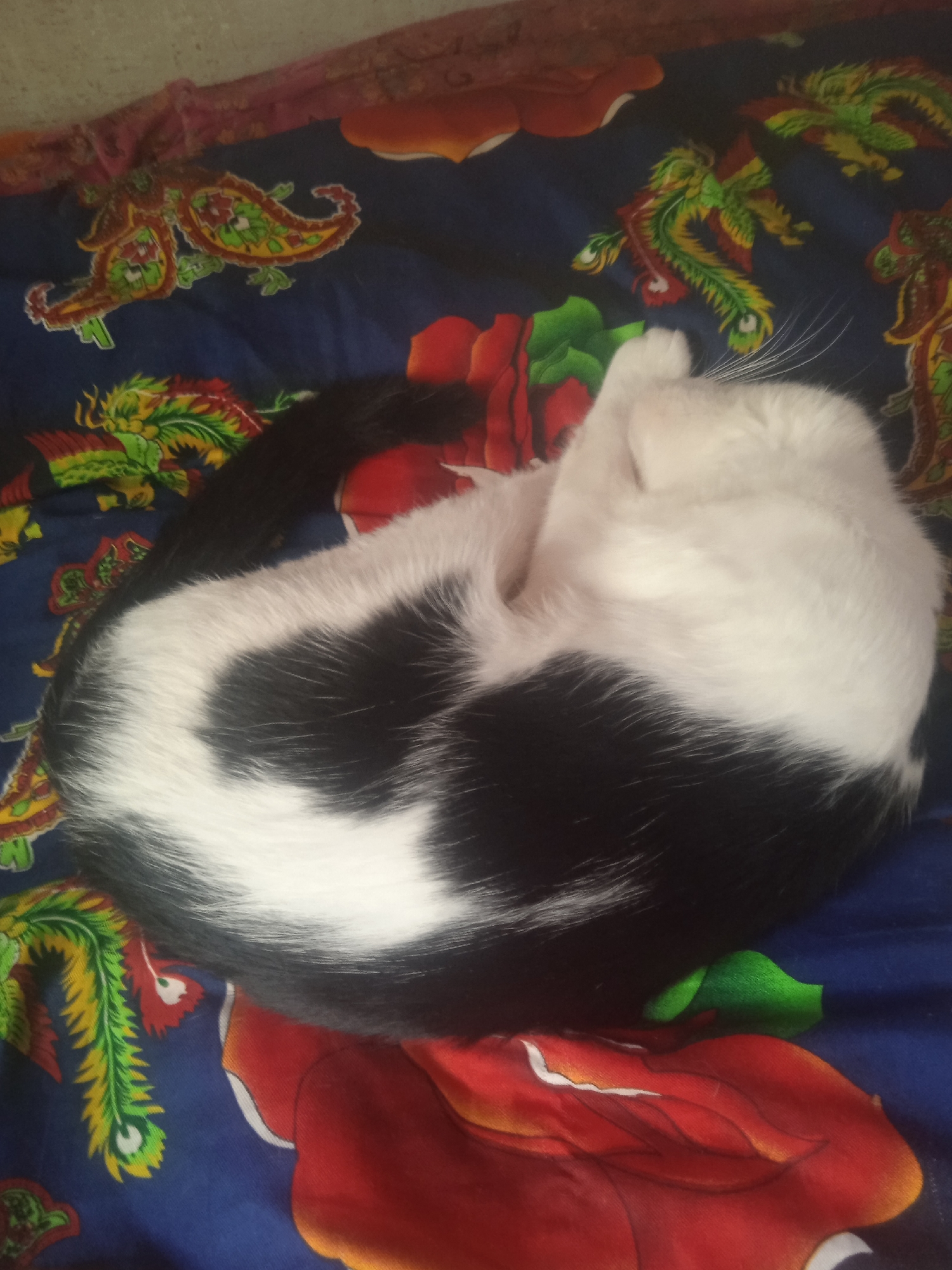 A black and white cat is curled up and sleeping on a colorful fabric. The fabric has a dark blue background with large red and orange floral patterns, as well as green and yellow dragon or phoenix-like figures. The cat's fur is predominantly white on its back and head, with a large black patch on its side and a black tail. The cat's front paw is tucked under its head. The image appears to be taken indoors, possibly in a home environment within the village of Zangatalap rural district, Kazakhstan.