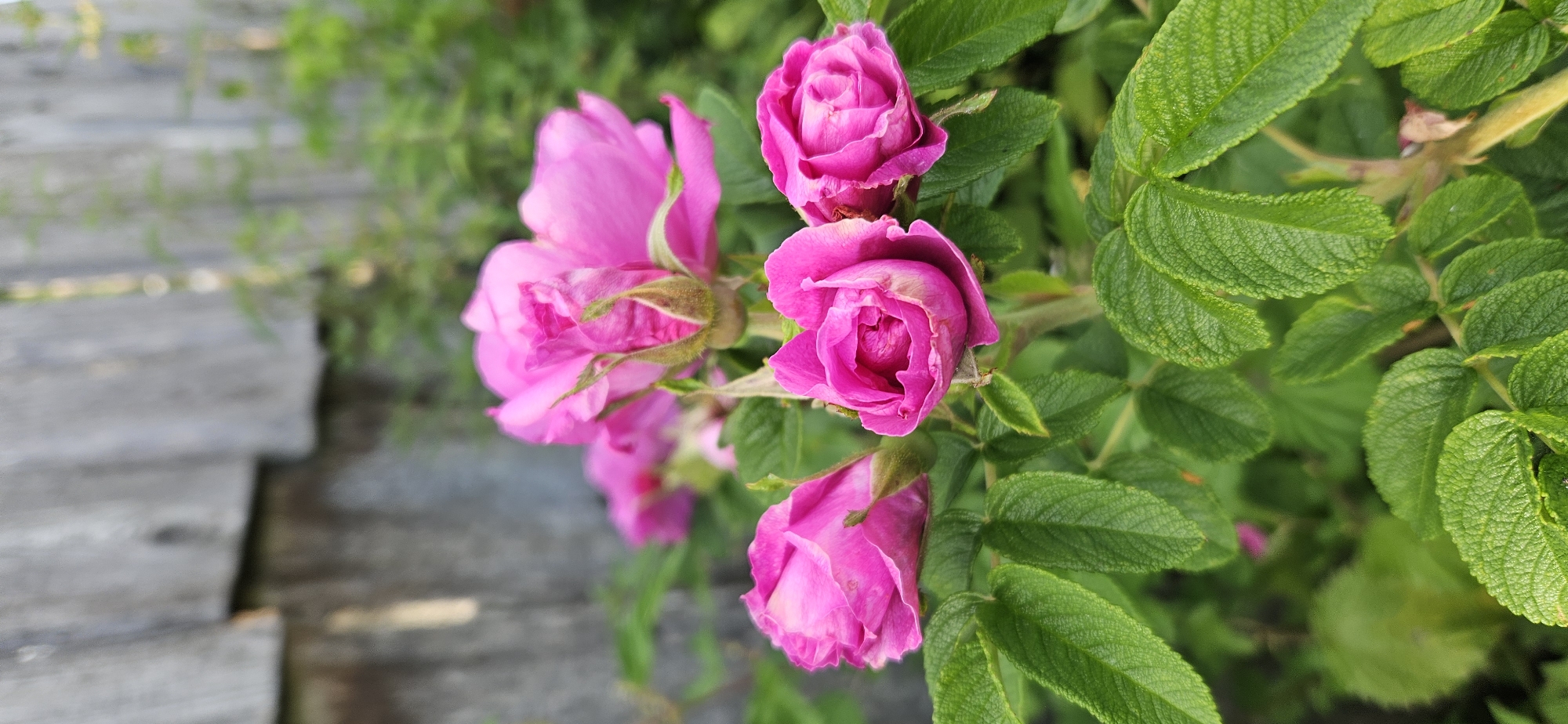 A close-up, vertical shot captures a cluster of vibrant pink rose blooms against a softly blurred background of a weathered wooden fence and lush green foliage. The roses, in various stages of bloom, are the central focus. Several buds are tightly closed, their green sepals forming a protective casing, while others are partially open, revealing delicate pink petals. One fully bloomed rose at the top displays a complex arrangement of ruffled petals. The leaves of the rose bush are a rich, deep green with a textured, slightly serrated edge, providing a strong contrast to the softness of the flowers. The wooden fence, positioned behind the roses, is composed of horizontal planks with a gray, weathered appearance, suggesting an outdoor, possibly rural, setting. The overall impression is one of natural beauty and the delicate allure of blooming flowers. The location is identified as Мазалаўскі сельскі Савет, Belarus.