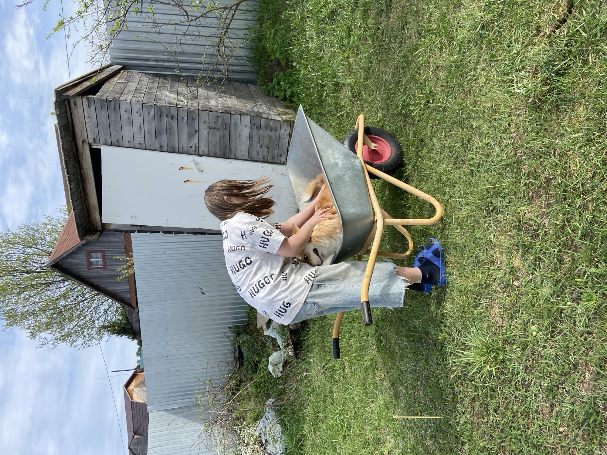 In a yard in Ольховка, Russia, a person wearing a white shirt with the word "HUGO" printed repeatedly and light blue jeans is sitting in a metal wheelbarrow and petting a golden-colored dog. The wheelbarrow has a red wheel and yellow frame. The person is wearing blue shoes with black socks. Behind the person and wheelbarrow is a shed with a gray corrugated metal wall and a wooden section with a white door. Grass and foliage cover the ground. A wooden house with a red roof is partially visible behind the shed. The sky is blue with some clouds.