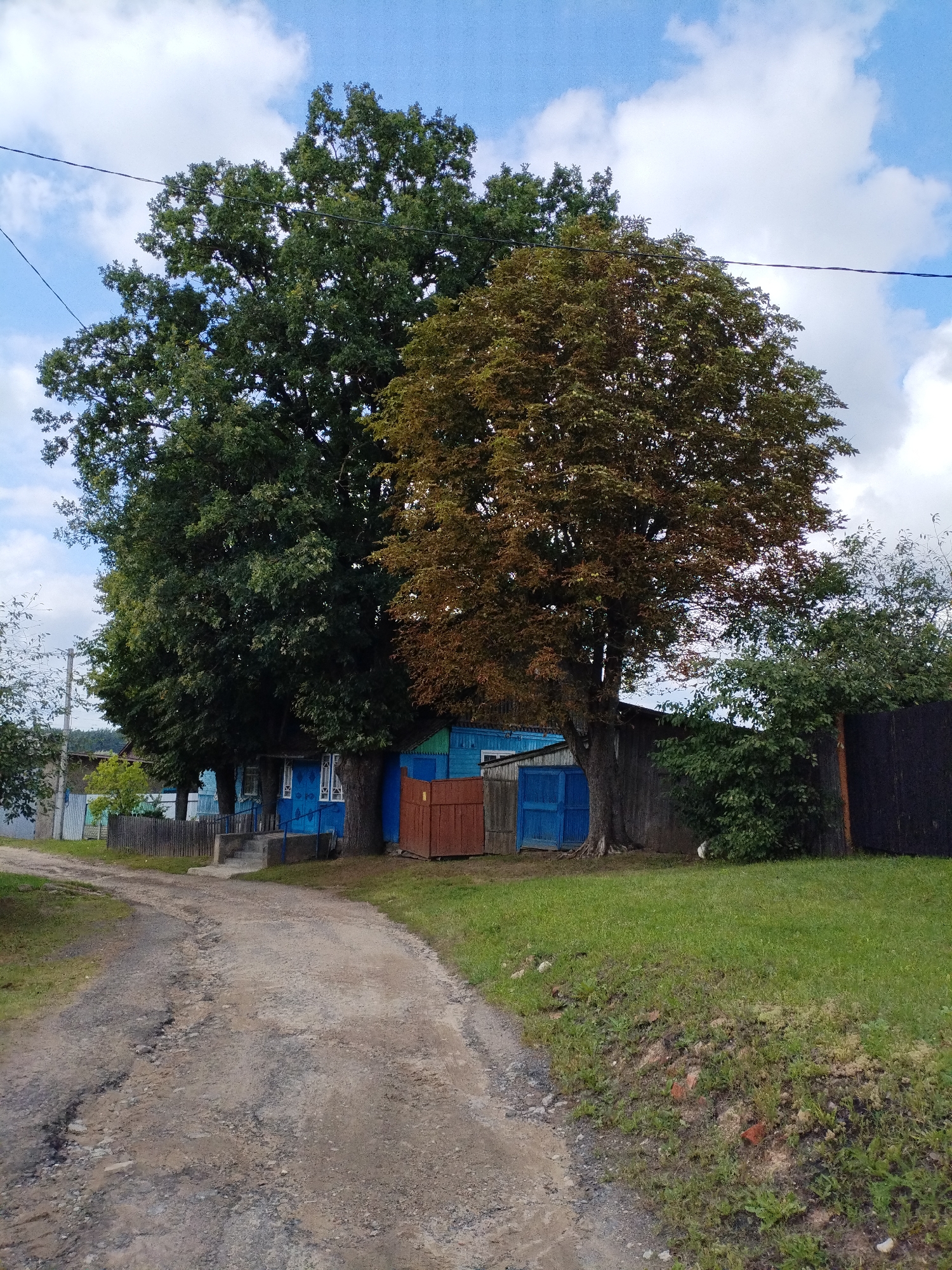 A dirt road curves through a rural area, leading towards a blue wooden house with white trim. Two large trees, one with dark green leaves and the other with brownish-red leaves, stand in front of the house. A wooden fence borders the property. A dark wooden fence is visible to the right of the house. The sky is blue with scattered white clouds. The scene appears to be in Bialynichy, Belarus.