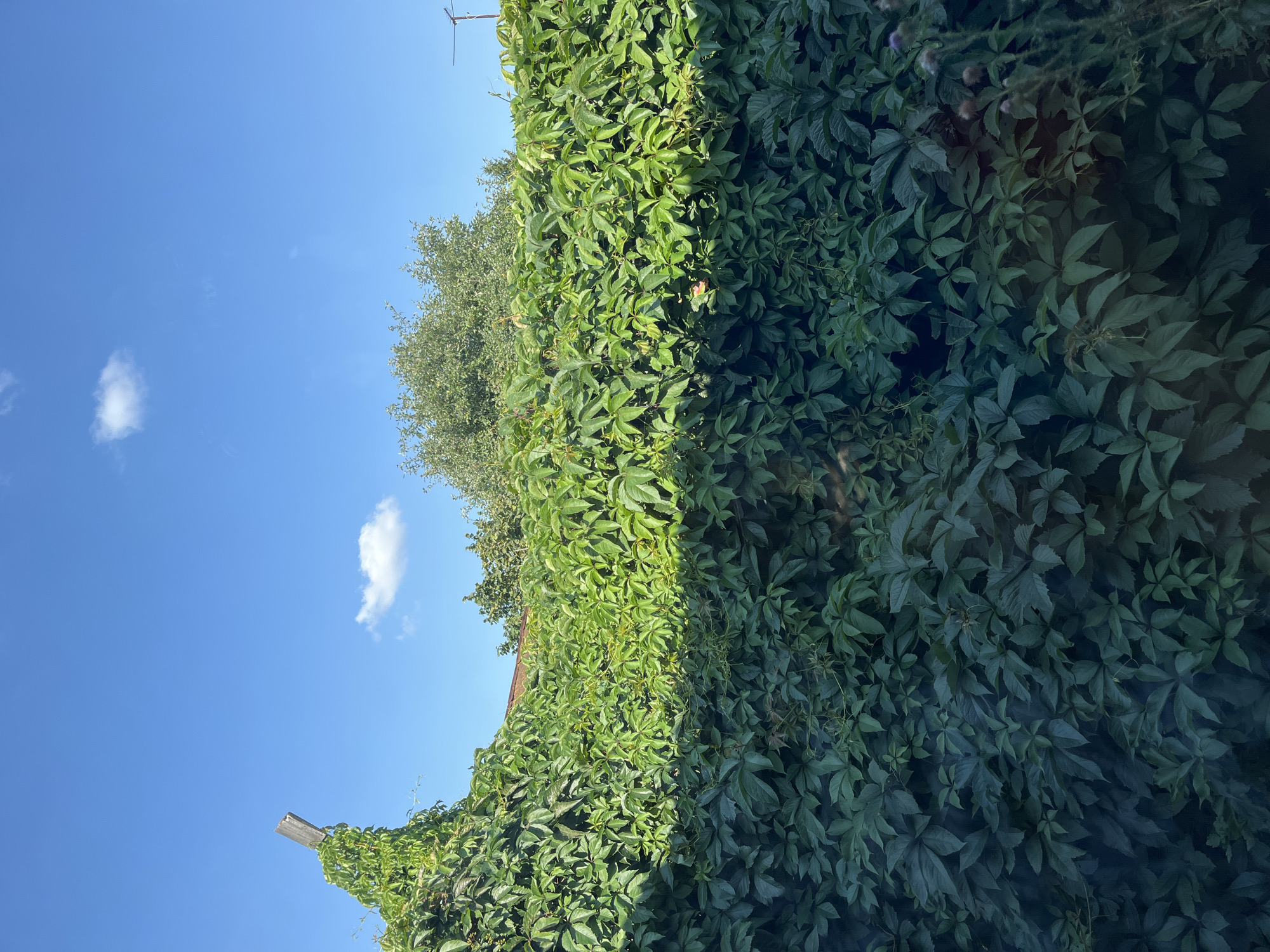 The image depicts a dense wall of green ivy growing against a building, under a bright blue sky with a few scattered white clouds. The ivy covers a significant portion of the frame, creating a lush, natural barrier. In the upper left corner, a weathered wooden post is visible, partially covered by the ivy, suggesting it might be part of a fence or support structure. Behind the ivy wall, the roof of a building with reddish tiles is partially visible, along with the tops of green trees and foliage. The lighting suggests it is daytime, with sunlight casting shadows and highlighting the vibrant green of the leaves. The scene conveys a sense of a suburban or rural environment, possibly a backyard or a boundary line in a garden setting. The location in Saratov, Russia is not explicitly indicated by any visual cues in the image itself.