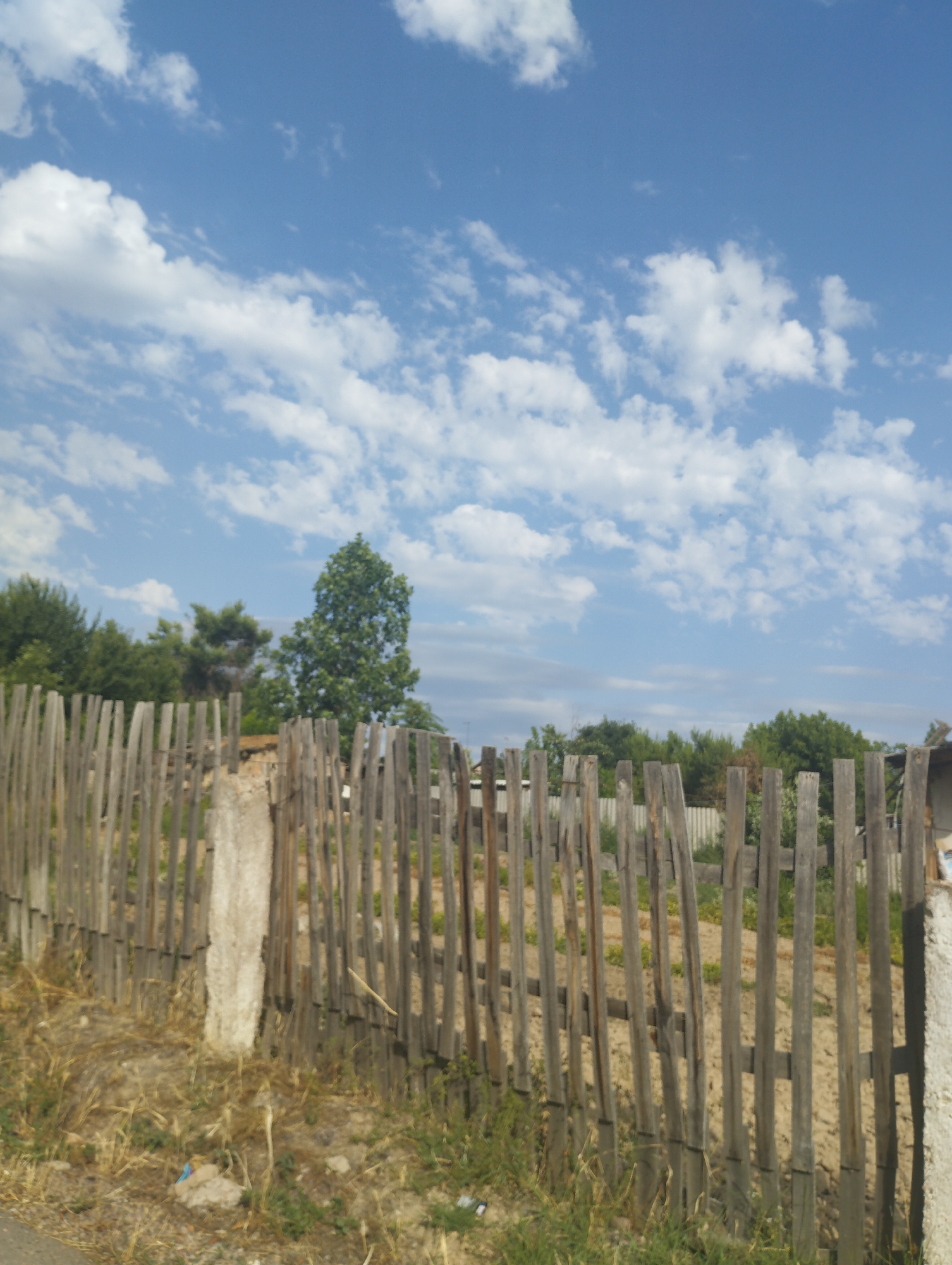 The image captures a sun-drenched scene with a clear blue sky dotted with fluffy white clouds, indicative of a fair weather day. In the foreground, a weathered wooden fence made of vertical planks stretches across the frame. Some planks are worn and slightly askew, suggesting age and exposure to the elements. A rough concrete post stands prominently within the fence line. Behind the fence, the ground appears to be dry and somewhat barren, with patches of sparse vegetation and straw-like grass. Beyond this, a dense line of green trees forms a natural backdrop, with a particularly large, lush tree dominating the right side of the tree line. The overall impression is of a rural or semi-rural setting, possibly on the outskirts of the city of Kyzyltog (Krasnogorsk), Uzbekistan, given the context. There are no people visible in the image.