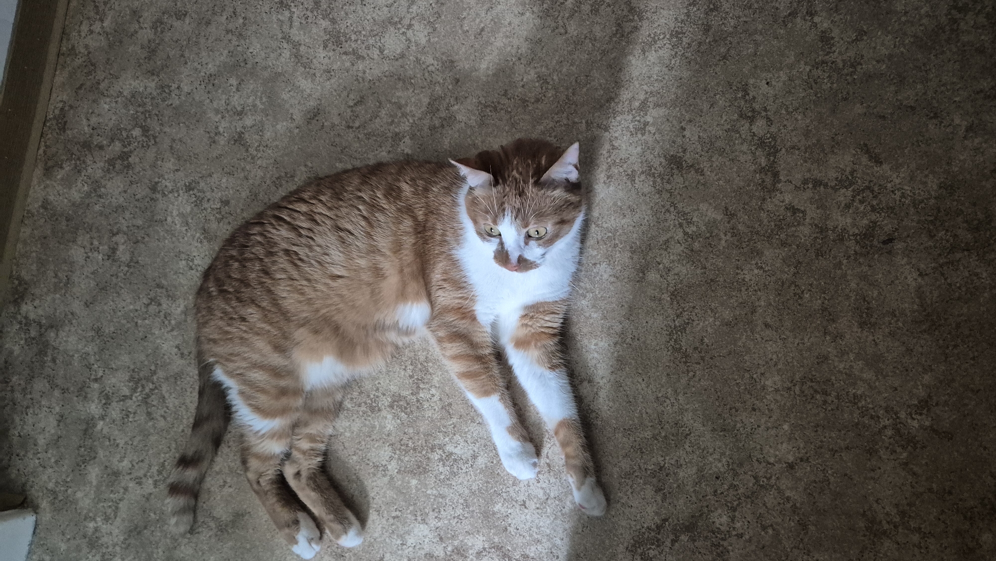 An orange and white cat is lying down on a speckled brown floor. The cat is facing to the right, with its head turned slightly towards the camera. Its eyes are open and yellow, and it has white whiskers. The cat's fur is striped with orange and white. It is lying on its side with its front paws extended. The floor appears to be linoleum or a similar material, with a textured, speckled pattern. The lighting suggests it is daytime, but the specific time of day is unclear. There are no other objects or people visible in the frame. The scene is indoors, likely a home. The cat appears relaxed. No text is visible in the image.