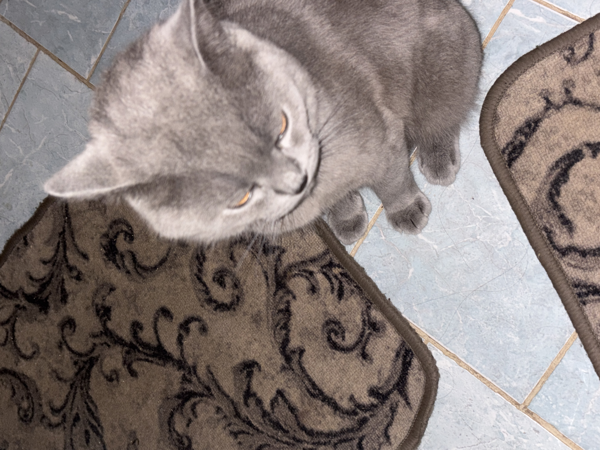 A gray shorthair cat with yellow eyes is lying on a patterned rug on a blue tiled floor. Another rug is partially visible on the right side of the image. The location of the image cannot be determined with the information available.