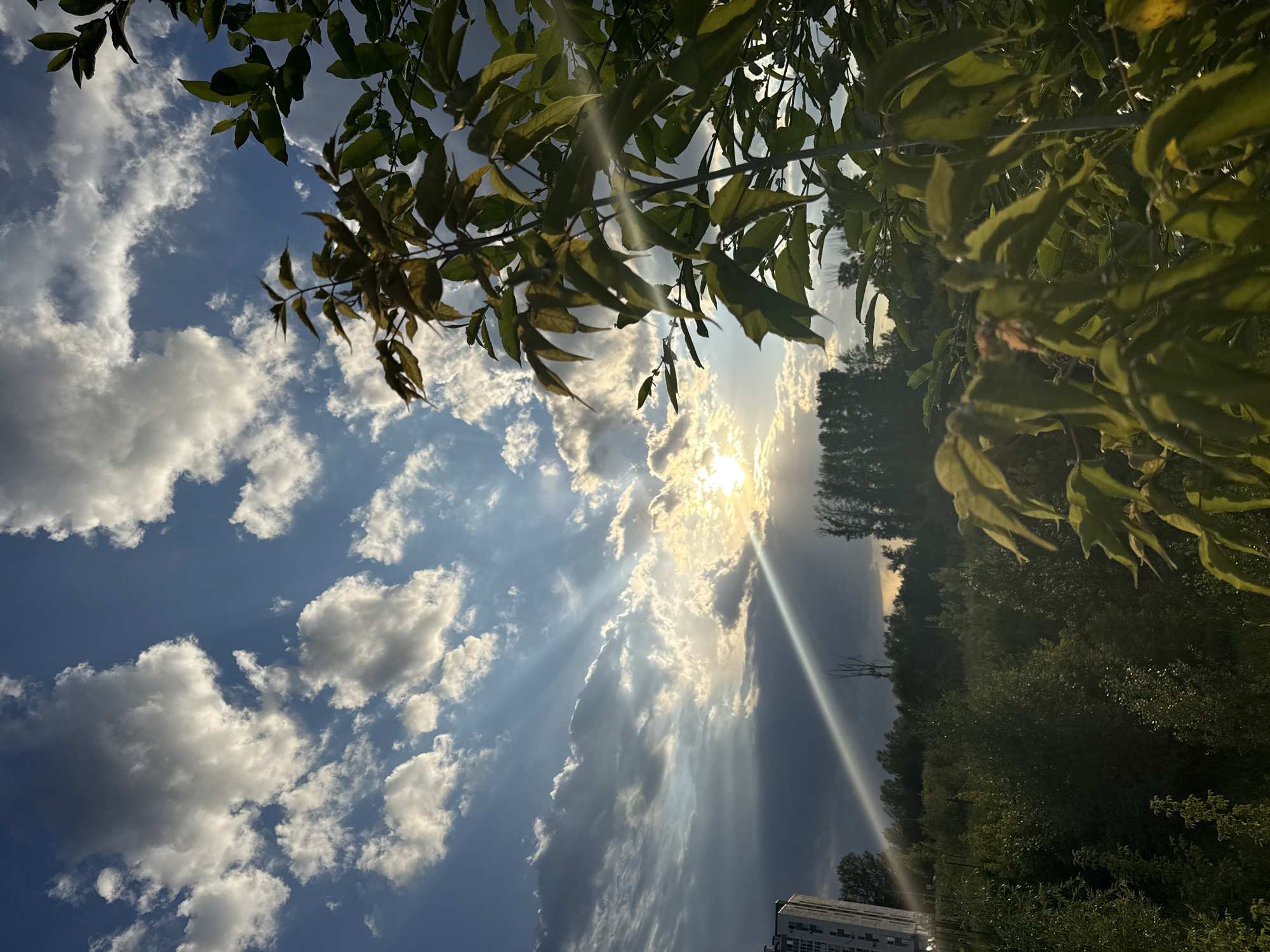 The image captures a suburban landscape at dusk. The sky is a canvas of blue, dotted with fluffy white clouds. Sunbeams pierce through the clouds, casting a warm glow across the scene. In the distance, a tall, modern apartment building stands out against the horizon. Lush green trees and foliage form a dense carpet across the land. The foreground is dominated by the leaves of a tree, which are backlit by the sun, creating a soft, luminous effect. The overall impression is one of natural beauty and tranquility.