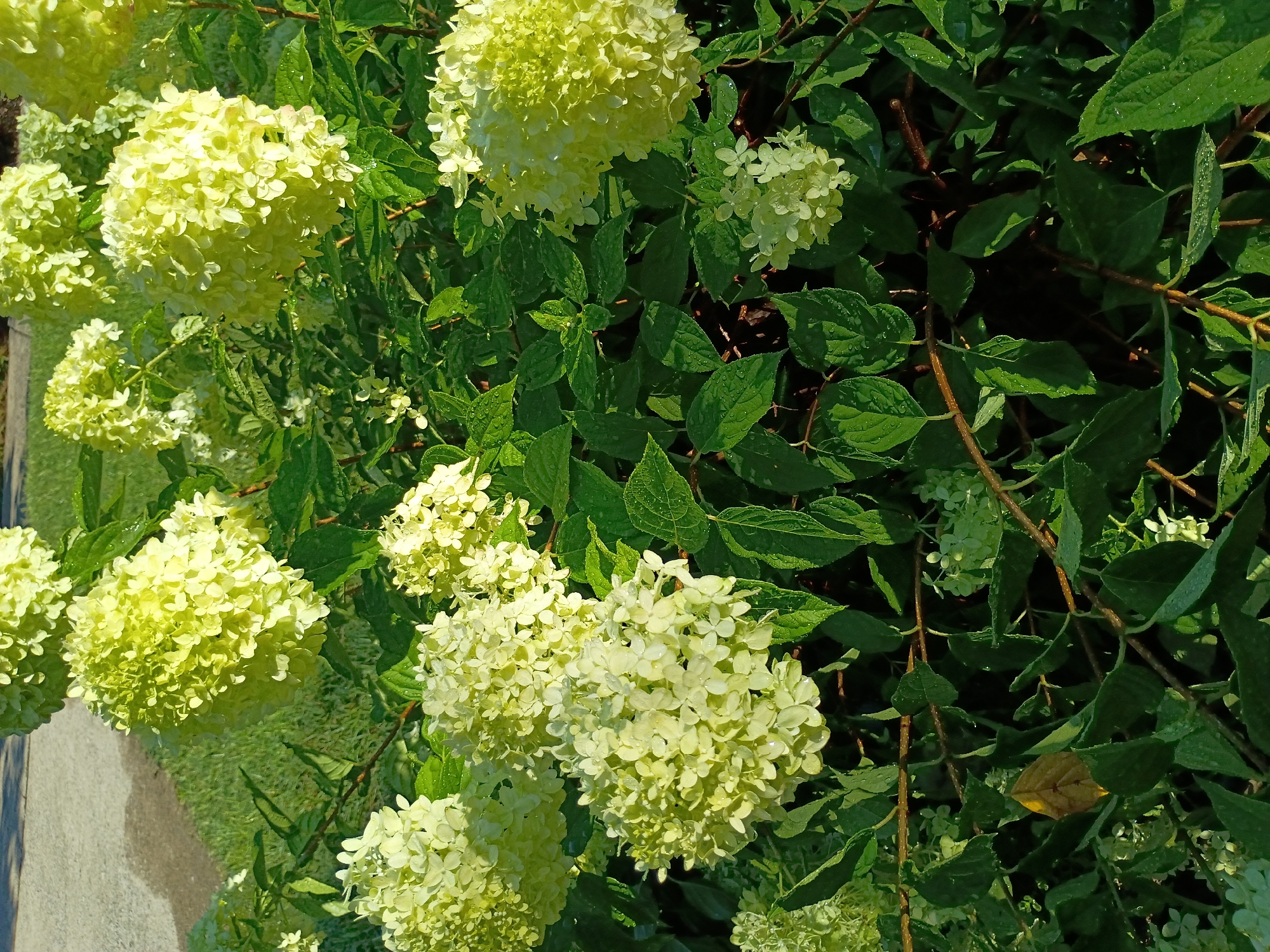 The image displays a close-up of a dense cluster of light green hydrangeas in a garden setting, likely in Lexington, USA. The hydrangeas are characterized by their large, cone-shaped flower heads composed of numerous small florets. Their color is a pale, almost yellow-green, suggesting they are either in the early stages of bloom or are a variety that retains this coloration. The leaves of the hydrangea bush are a deep green and appear to have water droplets on them, indicating recent rain or dew. Some of the leaves are slightly browning, suggesting the season may be transitioning. The background shows hints of a paved surface and manicured grass, suggesting an urban or suburban garden environment. The lighting suggests it is daytime, possibly morning due to the freshness of the water droplets. There are no people or animals visible in the frame.