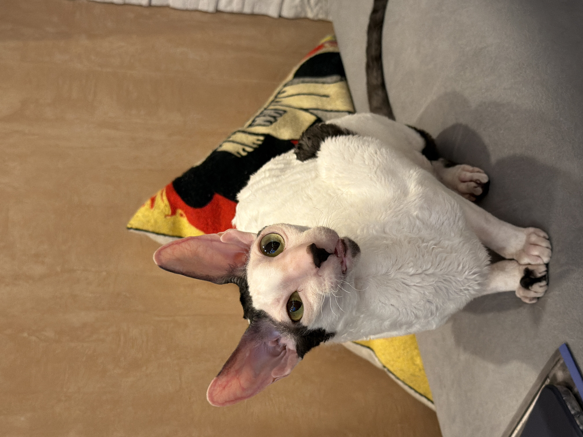 A white and black Cornish Rex cat with large ears and green eyes is sitting on a grey sofa. The cat has curly fur and is looking to the right. Behind the cat is a pillow with a colorful pattern. The background is a textured brown wall. There is a phone on a metal tray to the left of the cat. The scene is indoors. No specific location in Yekaterinburg, Russia can be determined from the image.