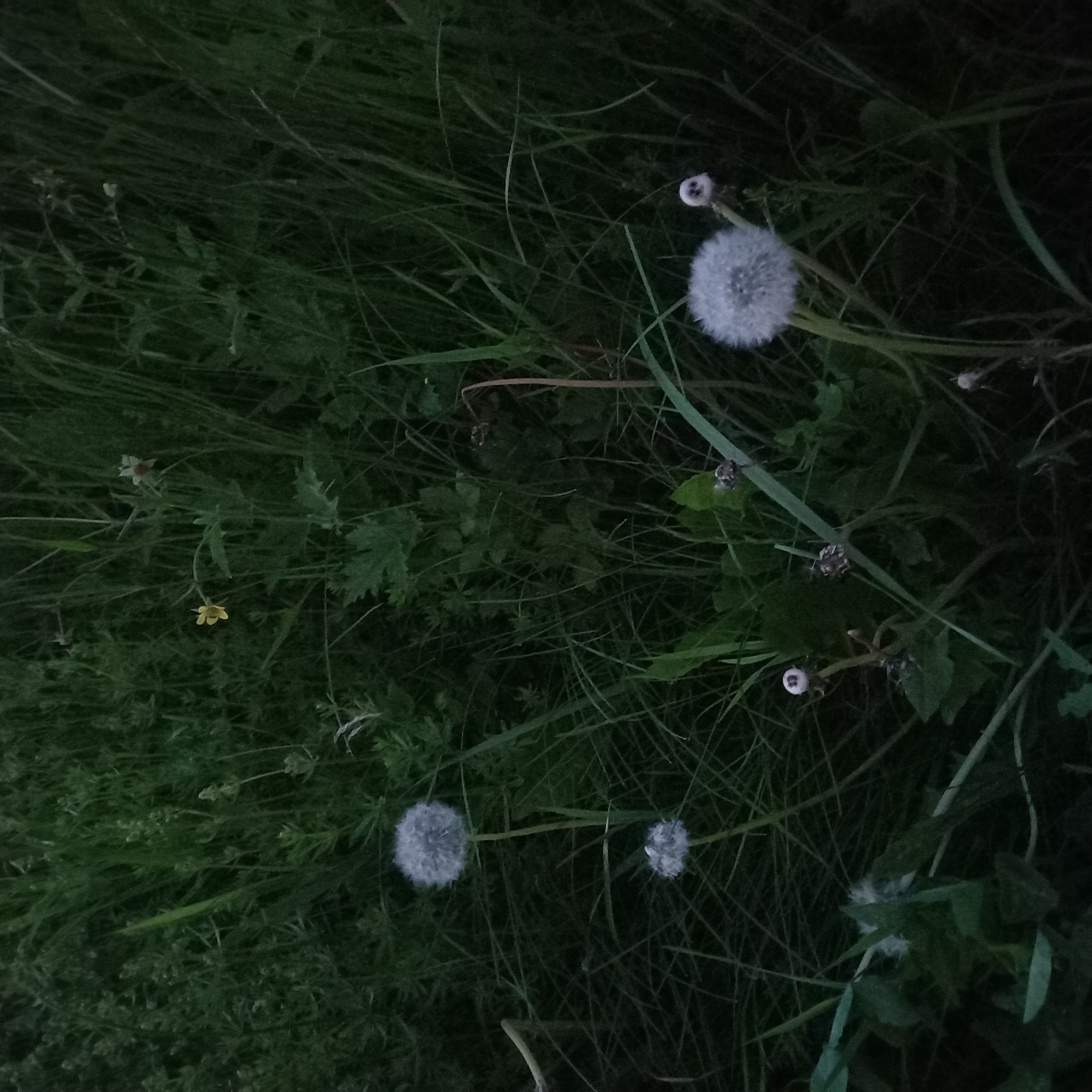 The image shows a patch of overgrown grass and weeds in what appears to be a natural setting. Several dandelions in their seed-head stage are visible, along with other unidentified flowering plants. The scene is dimly lit, possibly taken during dusk or in a heavily shaded area. There is no evidence in the photo to support the assertion that it was taken in Khimki, Russia. No people, animals, or other objects besides the plants and vegetation are seen. No actions or interactions are observable.