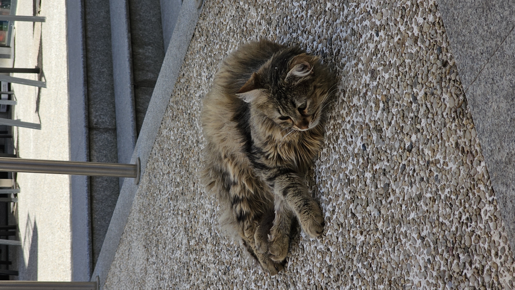 A medium shot of a tabby cat resting on a speckled surface of a concrete wall. The cat is positioned in the center of the frame, with its body curled in a resting pose, its head lowered towards its paws. The background consists of a textured wall, possibly part of a building exterior or urban structure. The image appears to be taken outdoors in a daytime setting, as indicated by the natural lighting. The location is Varna, Bulgaria. The image captures a candid moment of a cat in its natural urban environment.