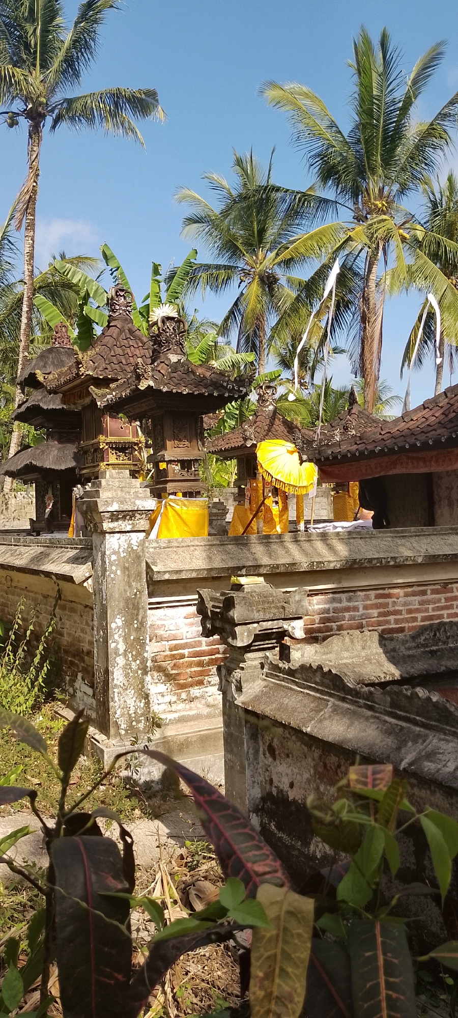 This vertical, eye-level shot shows a traditional Balinese temple complex under a bright blue sky, amidst lush tropical foliage and palm trees, suggesting a location in Pekutatan, Indonesia. The foreground is dominated by leafy green plants and dry vegetation. In the mid-ground, ornate temple structures with multi-tiered roofs, crafted from dark wood and clay tiles, are visible. These structures are adorned with intricate carvings. Bright yellow fabrics are draped around the bases of some of the temple elements, and a large yellow umbrella stands prominently to the right, partially obscuring a temple building. The temple walls are constructed from weathered brick and concrete. The background features tall palm trees with their fronds reaching towards the sky, some bearing coconuts. White ribbons, likely decorative, are attached to some of the palm trees. The overall scene depicts a religious site in a tropical environment, possibly during a ceremony or festival due to the decorative yellow elements.