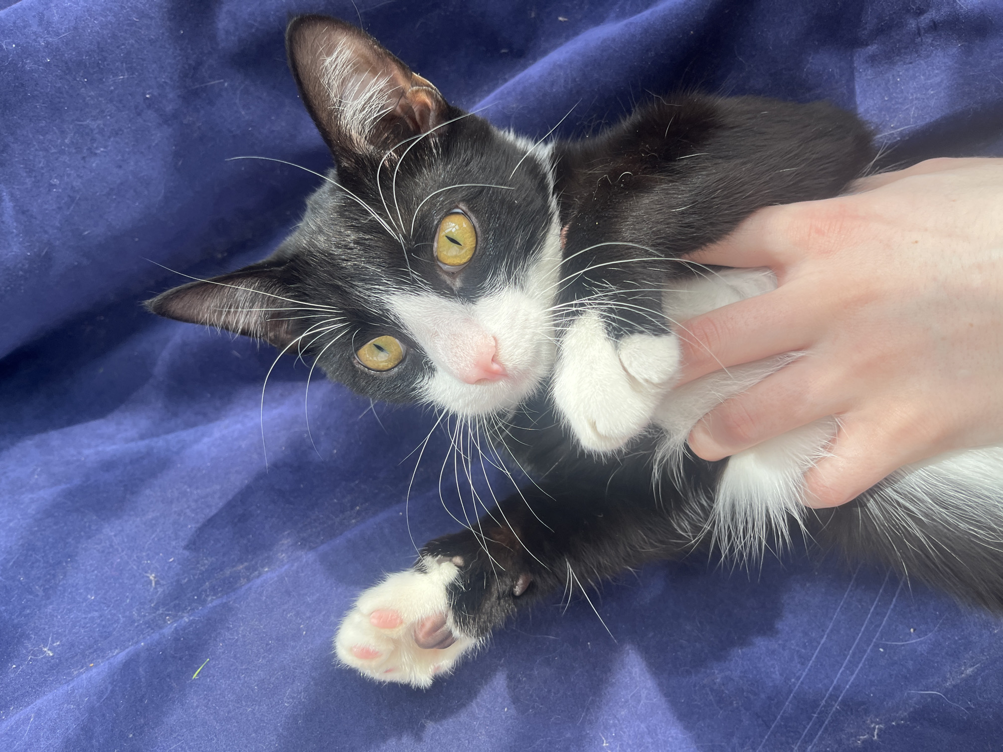 A black and white cat is lying on a blue blanket, being held by a person. The cat has yellow eyes and white whiskers. The blanket is slightly wrinkled and has some dust or lint on it. There is no evidence to suggest this image was taken in Saint Petersburg, Russia.