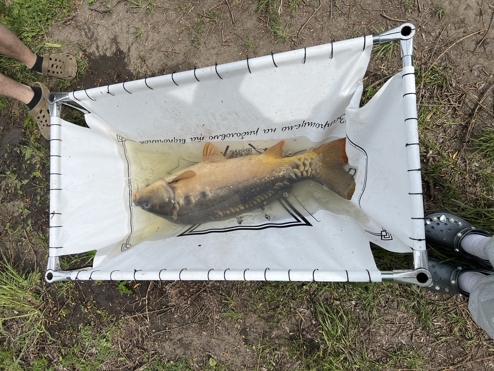 A carp lies in a white net held by a metal frame, which is on the ground in Romanove Selo, Ukraine. A person wearing brown Crocs stands to the left. A person wearing grey Crocs with embellishments stands to the right. The ground is covered in grass and dirt. The frame of the net is silver, and the net itself is white with black writing. The carp is light-colored with darker markings.