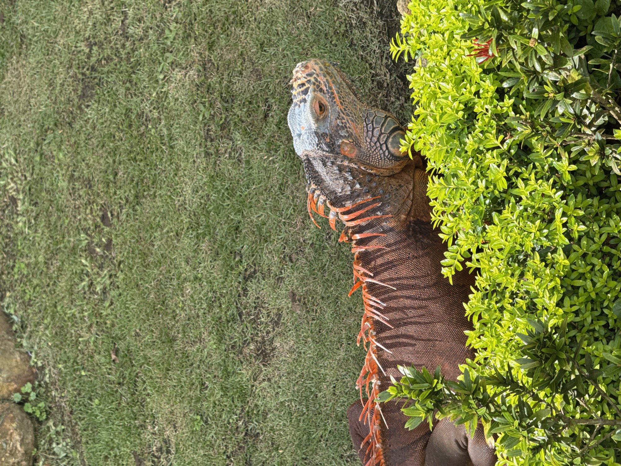 In Baturiti, Indonesia, an iguana rests partially concealed among a vibrant green bush, adjacent to a patch of grass. The iguana's head and upper body are visible, revealing a mottled pattern of orange, gray, and brown scales. Sharp orange spines extend down its neck. The surrounding environment consists of neatly trimmed grass. The bush has small, bright green leaves.
