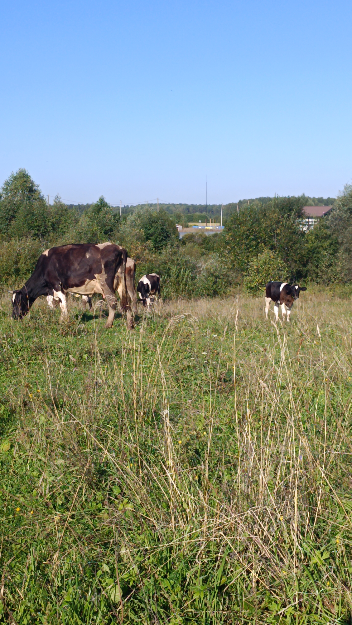 A pastoral scene unfolds under a clear blue sky, featuring three cows grazing in a field of tall, dry grass and green vegetation. In the foreground, a large brown and white cow is positioned to the left, facing left and appearing to eat. Behind it, a smaller black and white calf grazes. Further to the right, another black and white calf stands, facing forward. The background displays a dense line of trees, behind which a brown-roofed building and some industrial structures are visible. The environment suggests a rural or semi-rural setting, potentially on the outskirts of Karsha, Russia, given the architectural and landscape cues. The light suggests a bright, sunny day.