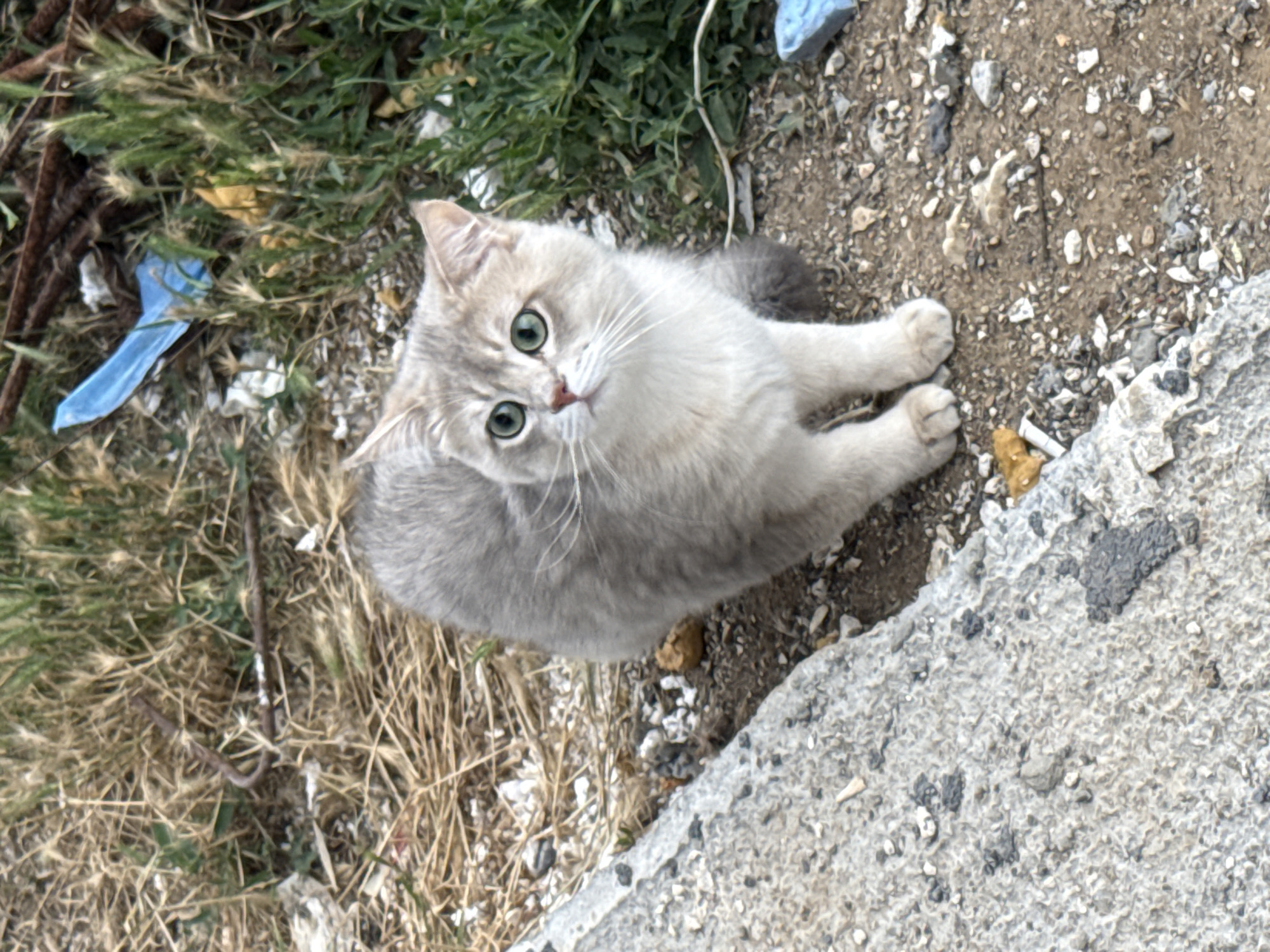 A light gray cat with green eyes is sitting on the ground in a rough, outdoor area. The cat is facing the camera and looking upwards. The ground is a mix of dirt, gravel, and dried grass. There is also some debris visible, including a blue plastic object and a piece of rusted metal. In the background, there is more vegetation. The scene appears to be in a somewhat neglected urban environment, possibly near a roadside or undeveloped area in Yurukovo, Bulgaria.