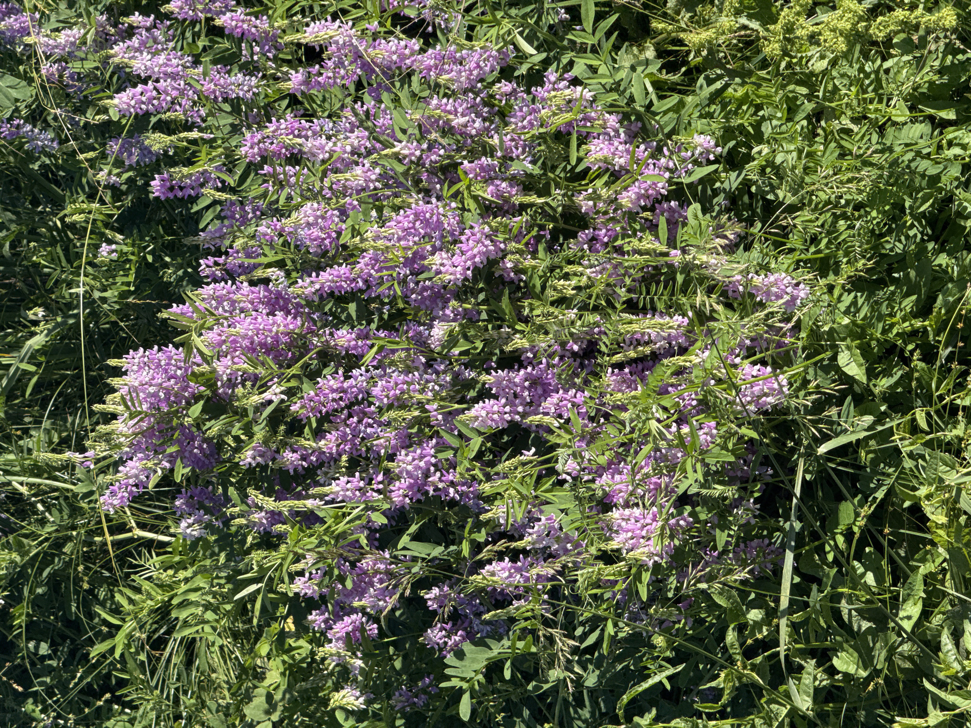The image provides a high-angle, close-up view of a dense patch of flowering plants, primarily covered in numerous light purple blossoms amidst abundant green foliage. The flowers are arranged in upright, elongated clusters or spikes, creating a rich, textured surface that fills the majority of the frame. The color of the blossoms is a soft lavender or pale violet, and many are in full bloom, with some lighter green buds or developing seed pods also visible.
Interspersed throughout the flowering spikes are dark green leaves, which appear to be compound or pinnate, characteristic of certain legumes or vetch-like species. The overall scene depicts a natural, uncultivated area, such as a meadow or roadside, showcasing a period of lush growth and flowering.
The lighting suggests a bright, sunny day, likely during the morning or early afternoon. Strong sunlight illuminates the petals and leaves, creating highlights and casting some distinct shadows within the dense plant growth. There are no people, man-made objects, or visible text in the image. The focus is entirely on the vibrant plant life, capturing a moment of natural abundance in what could be the region around Sirius, Russia, where such flowering plants are common. The scene conveys a sense of natural beauty and vitality.