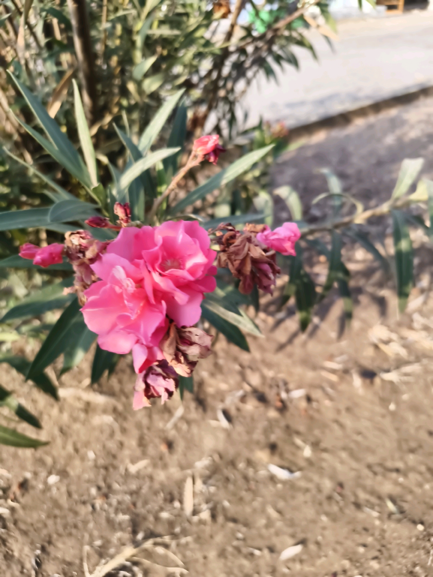 The image shows a cluster of vibrant pink flowers, likely Oleander, in bloom. The flowers are in focus, with detailed petals and some wilting brown blooms among them. They are situated on a branch with long, slender green leaves. The background is softly blurred, showing the dry, earthy ground with small pebbles and debris, and a hint of a concrete surface in the upper right corner, possibly indicating a pathway or paved area. The lighting suggests it is daytime, with sunlight casting shadows and highlighting the textures of the plants and ground. The setting appears to be an outdoor environment, possibly a garden or roadside in Salira, Indonesia, given the context. There are no people or animals visible in the image.