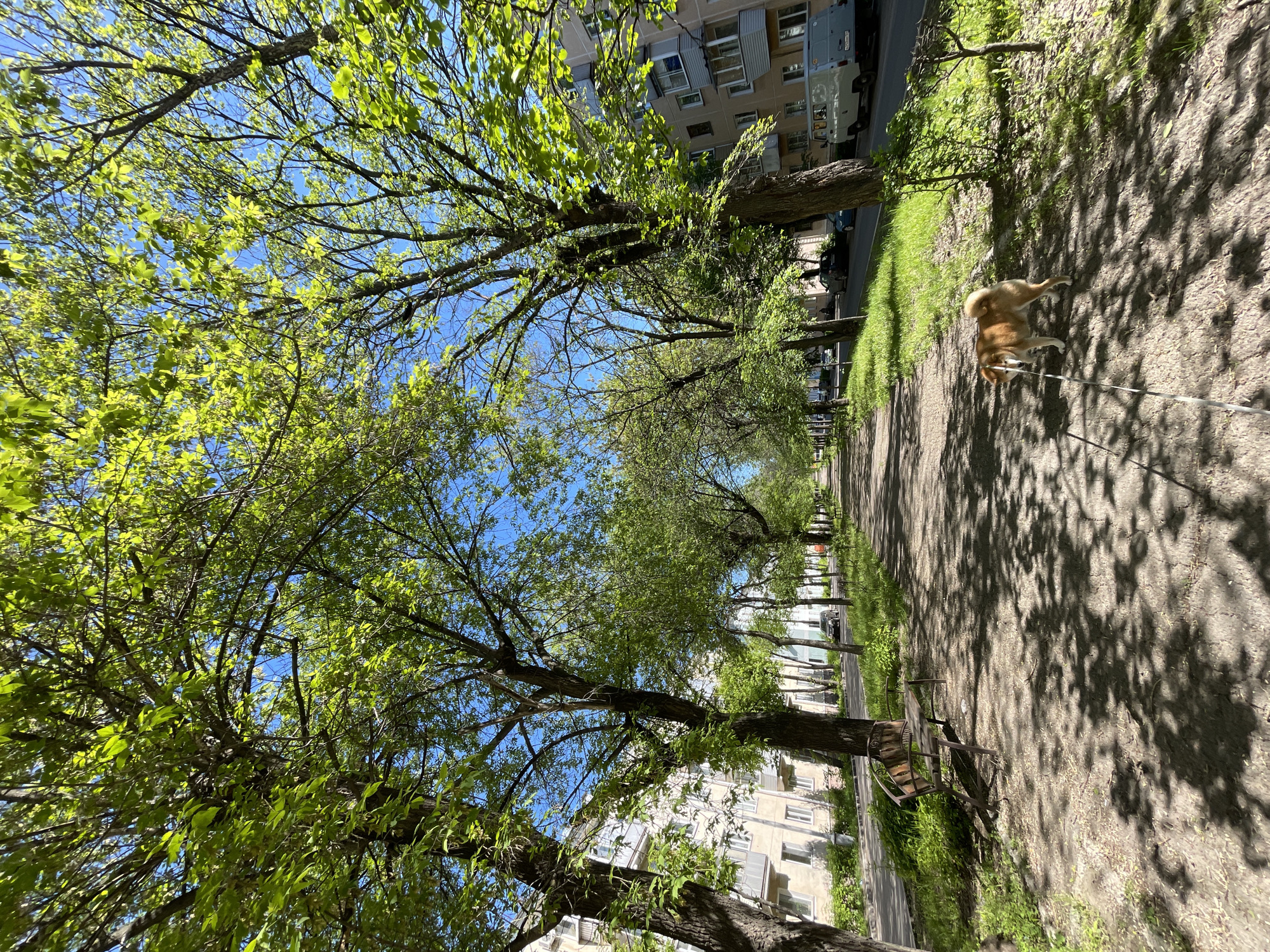 This image depicts a sunny, tree-lined pathway or avenue in Zheleznogorsk, Russia. The scene is bathed in bright daylight, with strong, dappled shadows cast across the unpaved path by the numerous trees.
A light brown dog, possibly a Shiba Inu, is visible on the right side of the path, walking away from the viewer on a leash. The path is flanked by lush green grass and mature deciduous trees with vibrant, full green leaves, suggesting spring or early summer. A clear blue sky is visible through the tree canopy overhead.
In the background, on both sides of the path, multi-story residential apartment buildings are discernible, featuring numerous windows and balconies. A street with parked vehicles, including a white van, runs parallel to the pathway on the left side, behind a line of trees. Further down the path on the right, a wooden bench with metal supports is placed under one of the trees. No visible text is present in the image.