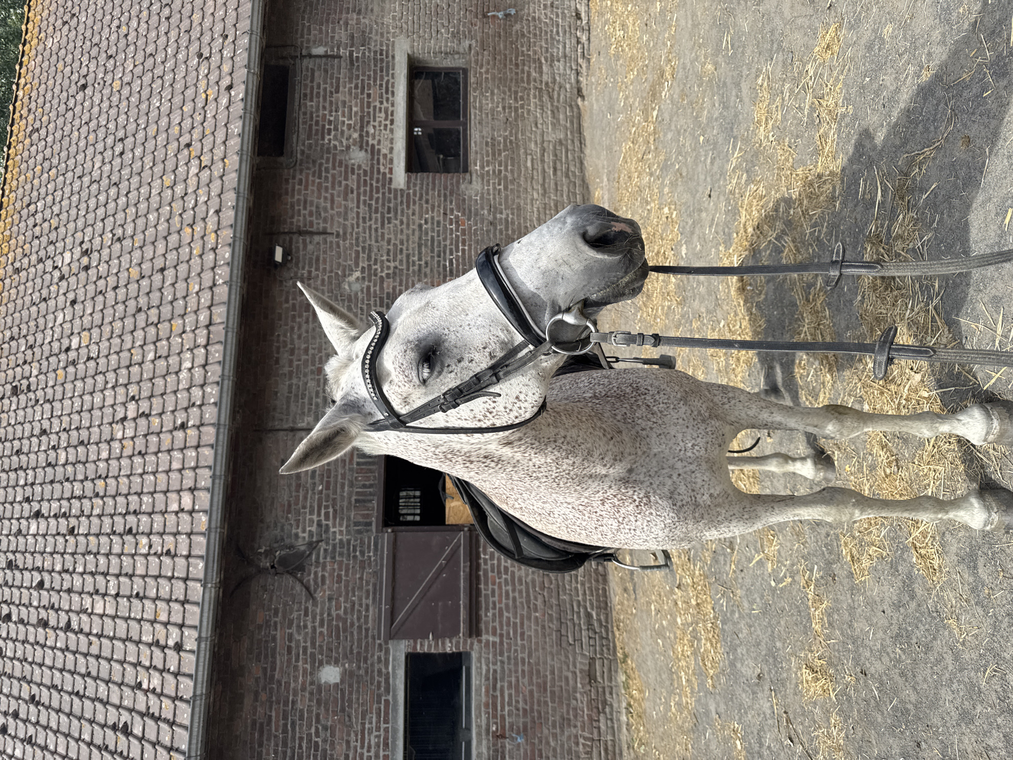 A speckled grey horse stands outdoors in front of a weathered brick building with a tile roof. The horse is wearing a bridle with a decorative browband and a saddle. The ground is covered with dirt and scattered straw. The building appears to be a stable or barn, with dark wooden doors and windows visible. The scene suggests a rural or equestrian setting. The location is identified as Estaimpuis, Belgium.