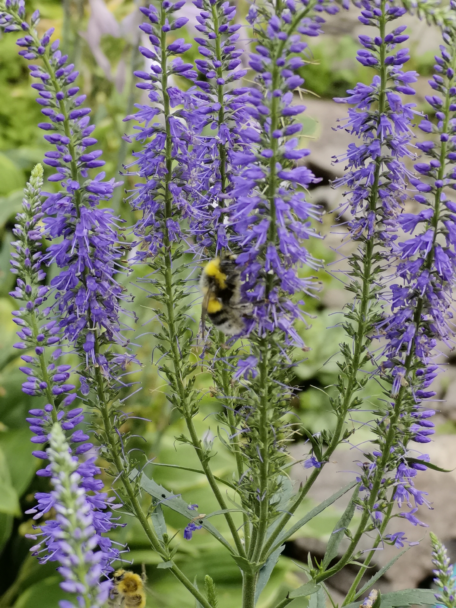 This is a close-up, vertical, eye-level, outdoor, natural light photograph of several spires of purple Veronica flowers in Minino, Russia. A bumblebee, predominantly black with yellow markings, is visible in the center of the frame, positioned on one of the flower spires. Another, smaller bee is visible in the lower left corner of the frame, also on a flower spire. The background consists of out-of-focus green foliage and a textured, light-colored surface, possibly stone or gravel. The flowers are tightly clustered along upright green stems, with individual blooms appearing delicate and elongated. The overall impression is one of a vibrant, natural garden setting.