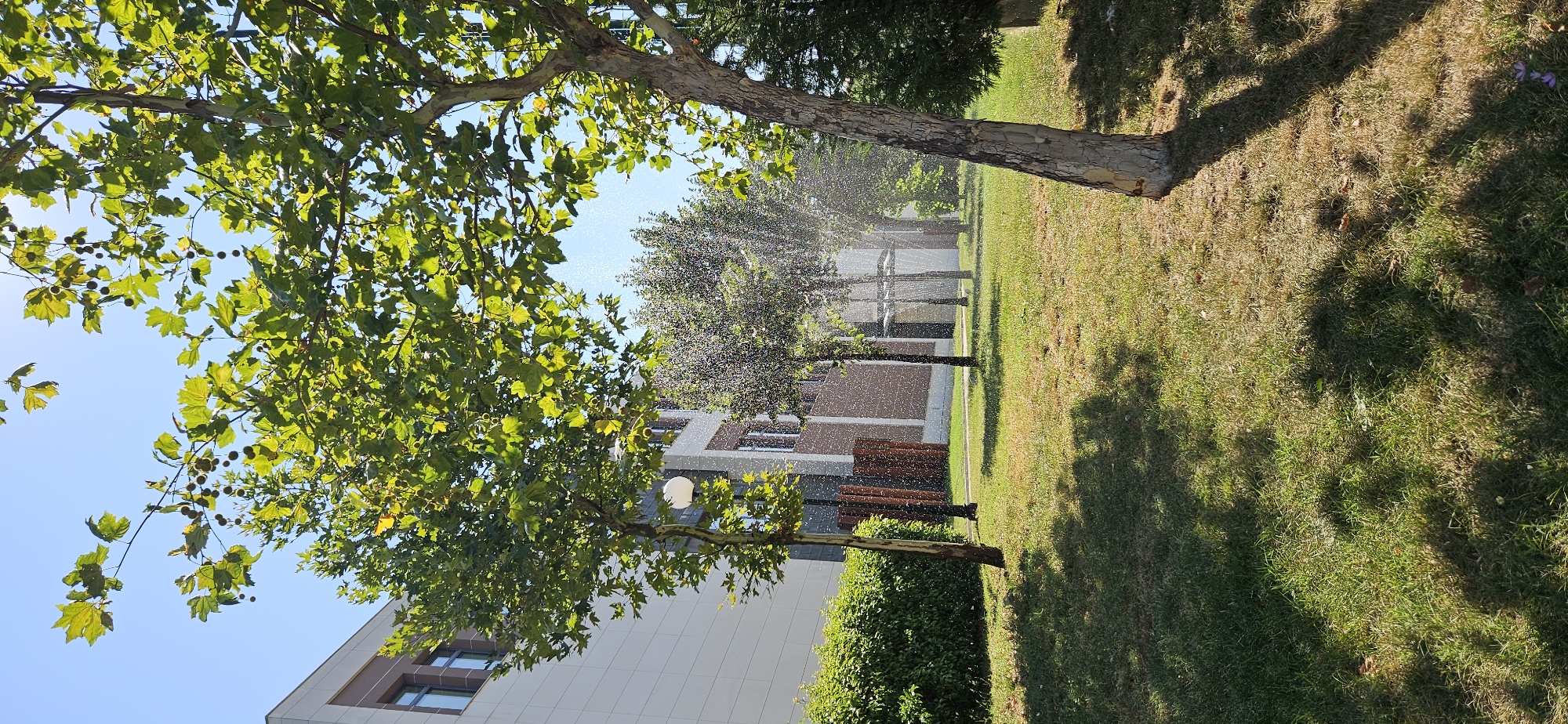 In Blagoevgrad, Bulgaria, on a sunny day, a residential building with a modern facade of light gray panels and dark brown accents stands adjacent to a well-maintained lawn. Several trees, including a large plane tree with a distinctive light-colored, peeling bark in the foreground, are scattered across the grass. The trees are in full leaf, with bright green foliage. A sprinkler system is active, creating a fine mist of water that is visible against the backdrop of the trees and the building. The grass is a mix of green and dried patches, indicating a warm season. Shadows of the trees are cast on the lawn, adding depth to the scene. In the distance, a manicured hedge lines the property. The sky is clear blue, with the sun creating lens flare effects in the upper right portion of the image. There are no people visible in the frame.