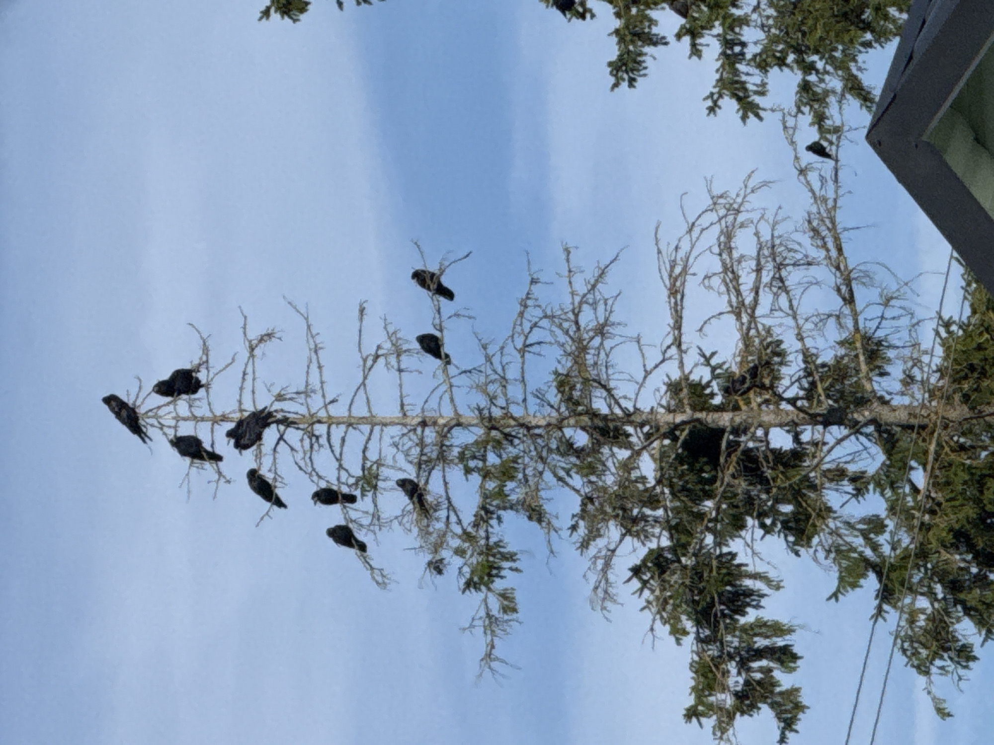The image depicts a stark, leafless tree heavily populated with approximately fifteen black birds, likely crows, perched on its branches against a pale blue sky. The tree appears dead or dormant, with thin branches extending upwards. Some evergreens are visible in the background, suggesting a natural or semi-natural environment. A dark-colored roofline of a building is partially visible in the lower right corner. The scene suggests a cold, possibly winter, day. The location is identified as Vikraičiai, Lithuania.
