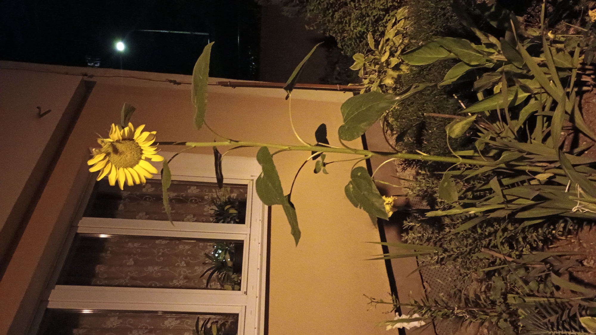 A tall sunflower stands illuminated in the foreground, its bright yellow petals and dark center clearly visible against a backdrop of a light yellow building wall. The sunflower's thick green stem supports large, heart-shaped leaves. To the left of the sunflower, a white-framed window with decorative curtains is visible, and inside, potted plants are dimly lit. The scene is outdoors, at night, with a street lamp visible in the dark background on the right. The ground around the sunflower is covered with other plants and foliage, appearing somewhat overgrown. The photograph was taken in Sokolov, Czechia.