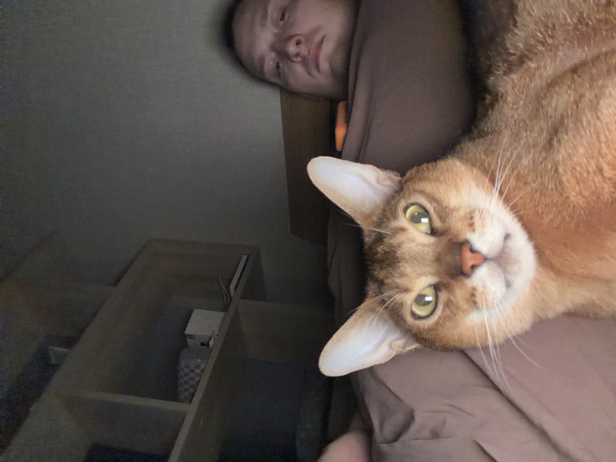 A photograph taken in an indoor environment, possibly a bedroom. A fair-skinned person is visible at the top of the frame. The person is lying down and covered with a brown covering. A light-brown cat with green eyes occupies the right side of the image, lying down. A shelf filled with various items occupies the left side of the image. The location is Chaikovsky, Russia.