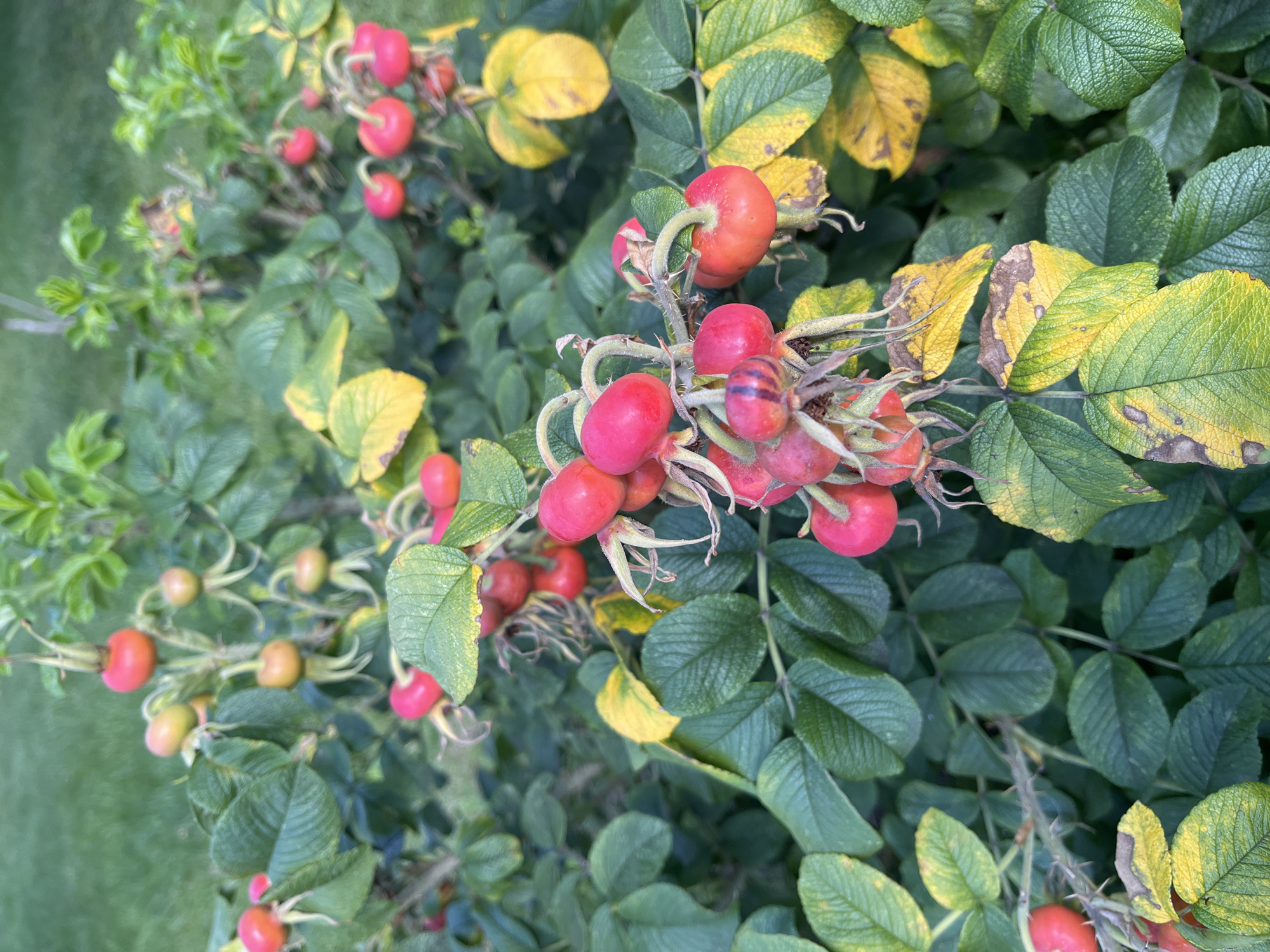 A cluster of rose hips is shown, with some ripe red and some unripe green or orange. The hips are surrounded by dark green leaves, some of which are beginning to turn yellow. The rose bush is in a garden setting, with blurred green grass in the background. The scene is likely an outdoor area in Dmitrov, Russia, given the context provided.