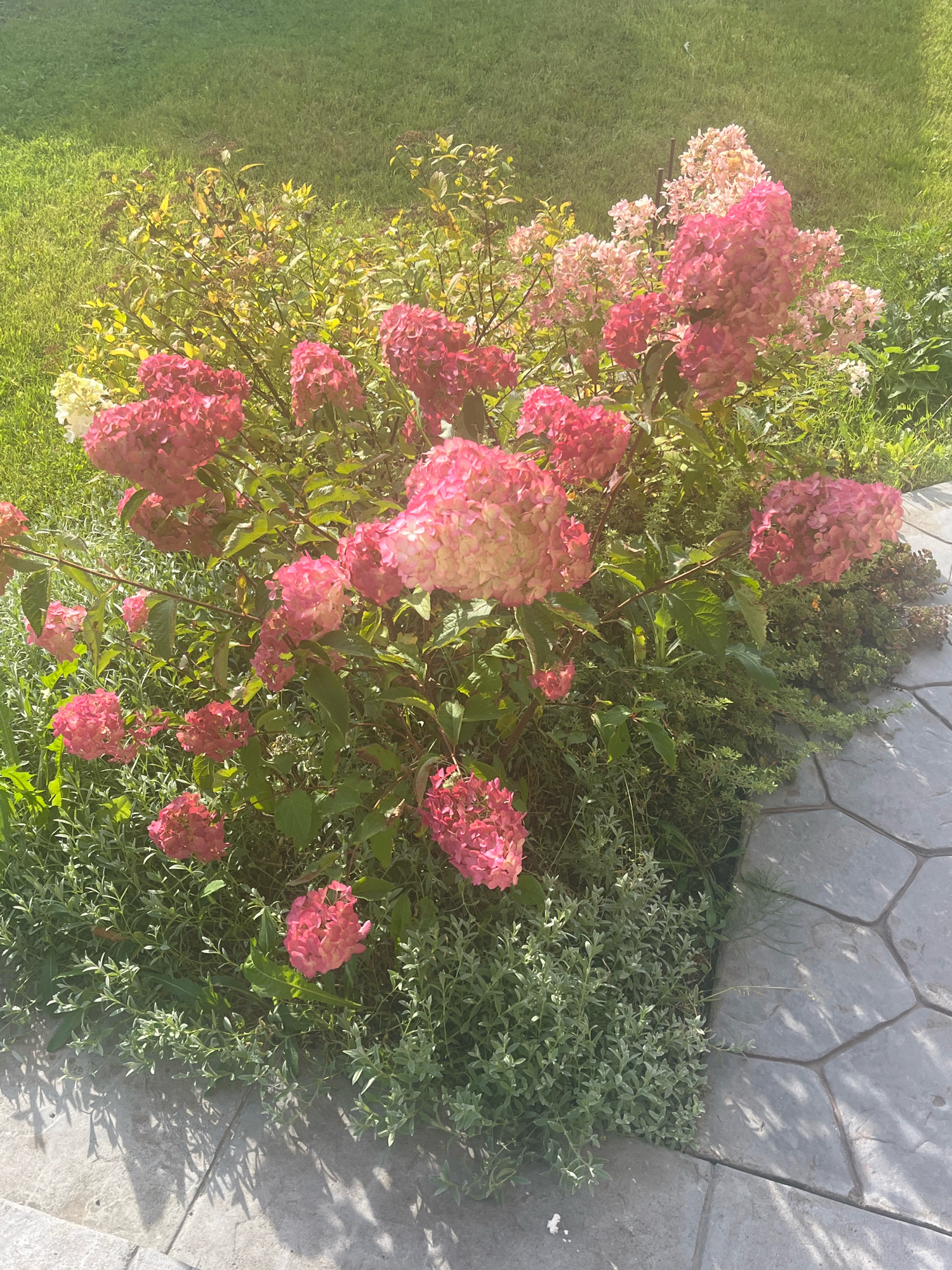 A vibrant cluster of pink hydrangeas is in full bloom, with some flowers transitioning to a lighter pink and a few hints of white. The hydrangeas are planted in a garden bed adjacent to a stone pathway. The pathway is paved with large, irregularly shaped grey stones that are set in a geometric pattern. The area is illuminated by bright sunlight, casting distinct shadows from the plants and the stones onto the pathway. Surrounding the hydrangeas is lush green grass and other low-lying green plants. The scene appears to be outdoors on a sunny day. There are no people visible in the image.