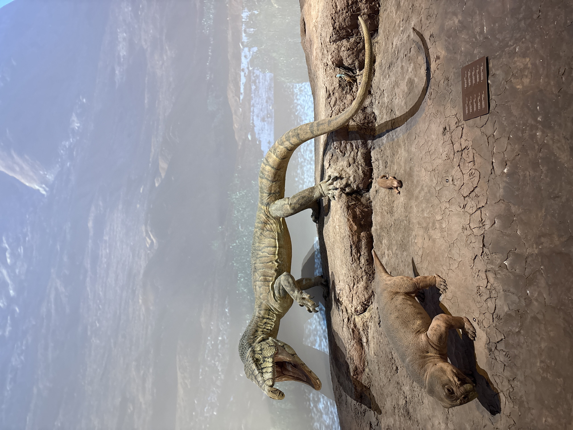 This is a photograph of a museum exhibit depicting prehistoric reptiles in Abu Dhabi, United Arab Emirates. The exhibit features detailed models of various ancient creatures on a simulated, cracked earth environment. In the foreground, a small, quadrupedal reptile with a rounded body and short tail is shown in a low, walking posture. Behind it and slightly to the right, a larger, lizard-like reptile with a long tail and open mouth, revealing sharp teeth and a pink interior, is positioned prominently on a rocky outcrop. Its scales are detailed with a pattern of green and brown stripes. Several smaller, brown, rodent-like creatures are scattered around the ground. In the background, a large screen displays a misty, mountainous landscape with a body of water. A small, blue and brown reptile is visible on the rocky outcrop to the right of the larger lizard. A plaque with text is placed on the cracked ground in the lower right portion of the image. The lighting suggests an indoor museum setting.