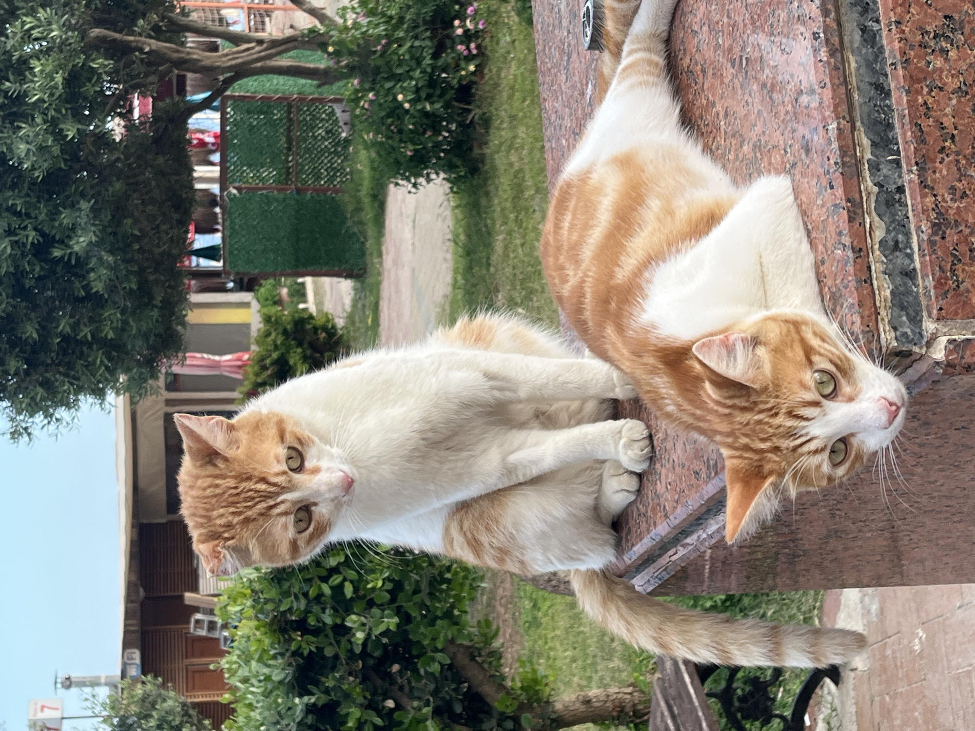 The image captures two orange and white cats resting on a reddish-brown marbled surface, possibly a bench or low wall. The location is likely Alanya, Turkey. Both cats are facing forward, with one cat lying upside down near the edge of the surface. The backdrop includes greenery, trees, grass, and hints of buildings and a fence in the distance. The setting seems to be a park or garden area. The sky is visible in the top left corner and appears clear.