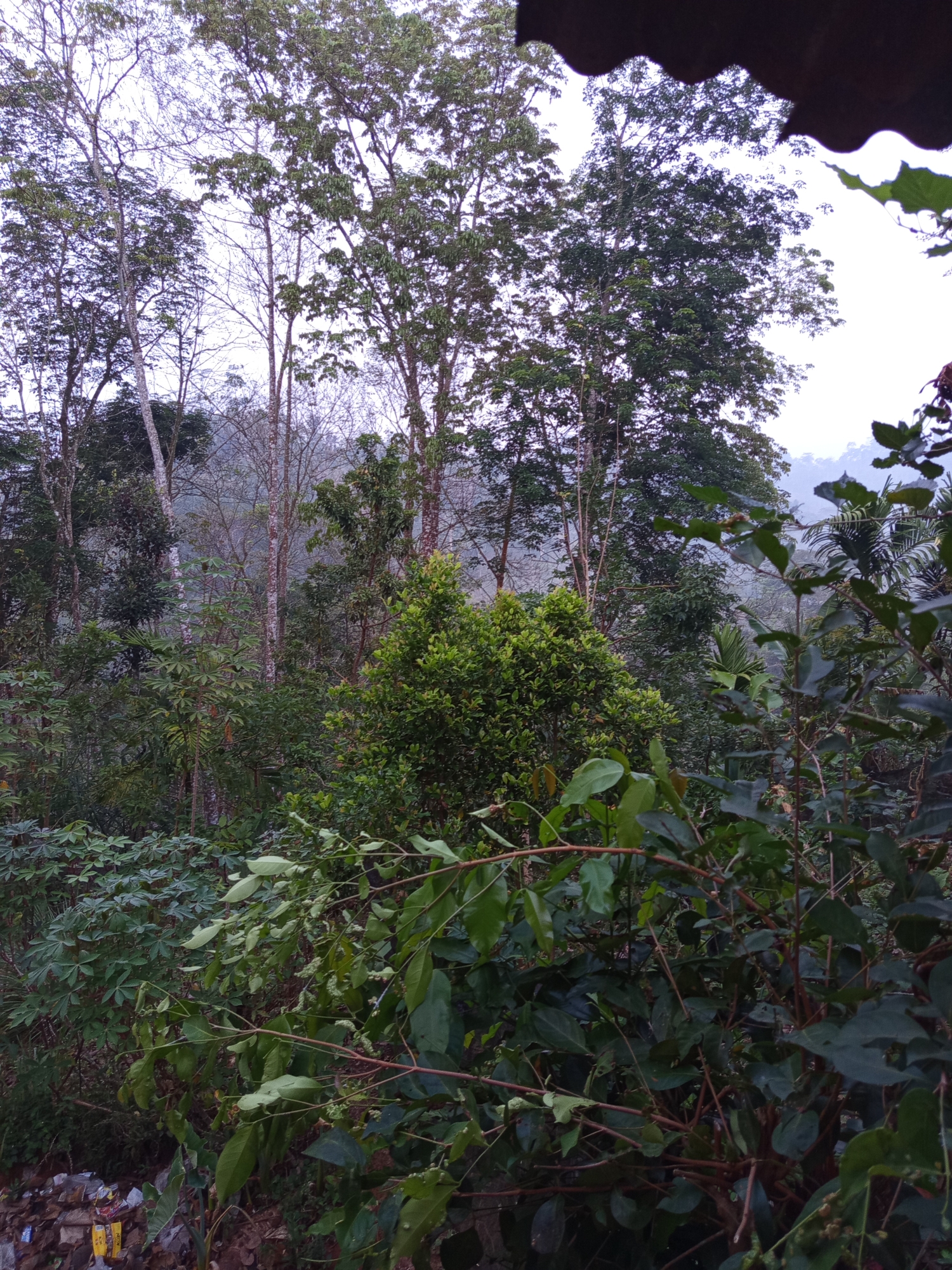 This image captures a dense, verdant forest scene in the city of Unknown, Indonesia, likely during overcast or early morning conditions given the diffused light and muted colors. The foreground is dominated by lush, dark green foliage, with broad leaves and thin, reddish-brown branches forming a thicket. Some of these branches are angled upwards and towards the viewer, obscuring the view deeper into the forest.
Further back, the forest transitions to taller trees with lighter green leaves and thinner, pale trunks, some of which appear to be bare of leaves. The canopy of these trees is dense, with a few taller, darker green trees interspersed amongst them. In the distance, the landscape slopes upwards, with layers of trees fading into a misty, hazy background, suggesting rolling hills or mountains.
At the very bottom left of the image, a small pile of debris, including what appear to be plastic bags and cardboard, is visible, indicating a possible human presence or edge of habitation near the natural environment. The top edge of the image is framed by a dark, corrugated structure, possibly a roof overhang. The overall impression is one of a humid, natural environment, possibly a jungle or rainforest, with signs of human encroachment at its periphery.