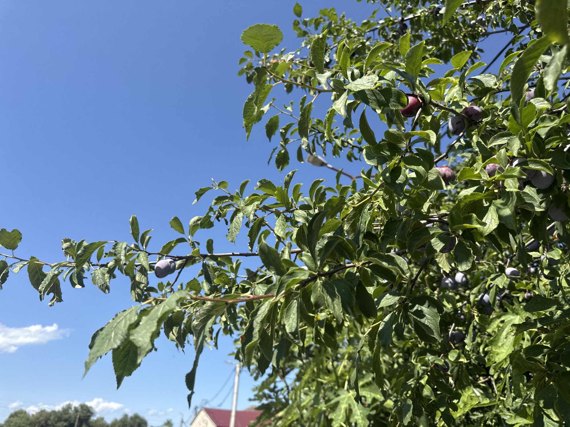 The image captures a close-up view of a plum tree laden with ripening fruit, set against a clear blue sky. The foliage is lush green, with some leaves showing signs of dryness. Several plums, varying in color from deep purple to reddish hues, are visible amidst the leaves and branches. In the background, a sliver of a house with a red roof and some utility poles are discernible, suggesting a rural or semi-urban setting. The overall scene is illuminated by bright sunlight. The specific location in Vranjina, Montenegro, cannot be ascertained from the visual information alone.