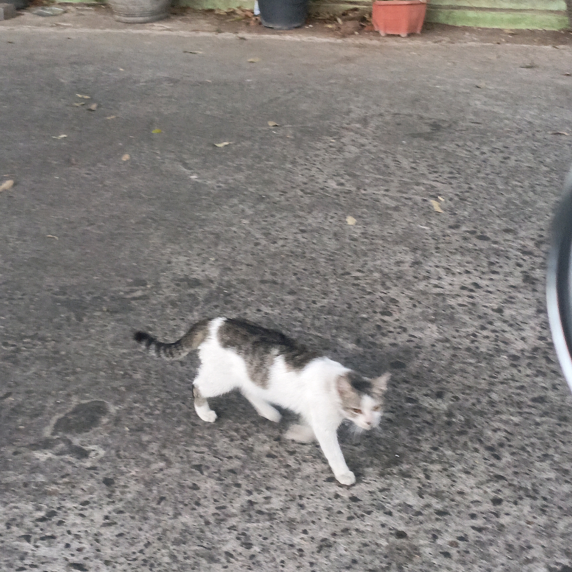 A bi-colored cat with white and gray fur is pictured on a paved outdoor surface. The cat is in motion, with its body lowered and its hind legs slightly bent, as if preparing to move or in the process of walking. Its tail is raised and has a striped pattern. The cat has light brown eyes and appears to be looking towards the right side of the frame.
The background shows a paved area, possibly a road or sidewalk, with scattered dry leaves. In the upper portion of the image, there are glimpses of large potted plants, one appearing to be a light gray concrete pot and another a reddish-orange pot. A thin green border is visible behind the pots, suggesting a wall or fence. The lighting suggests it is daytime. The scene is consistent with an outdoor environment in a residential or public area within the city of Salatiga, Indonesia.