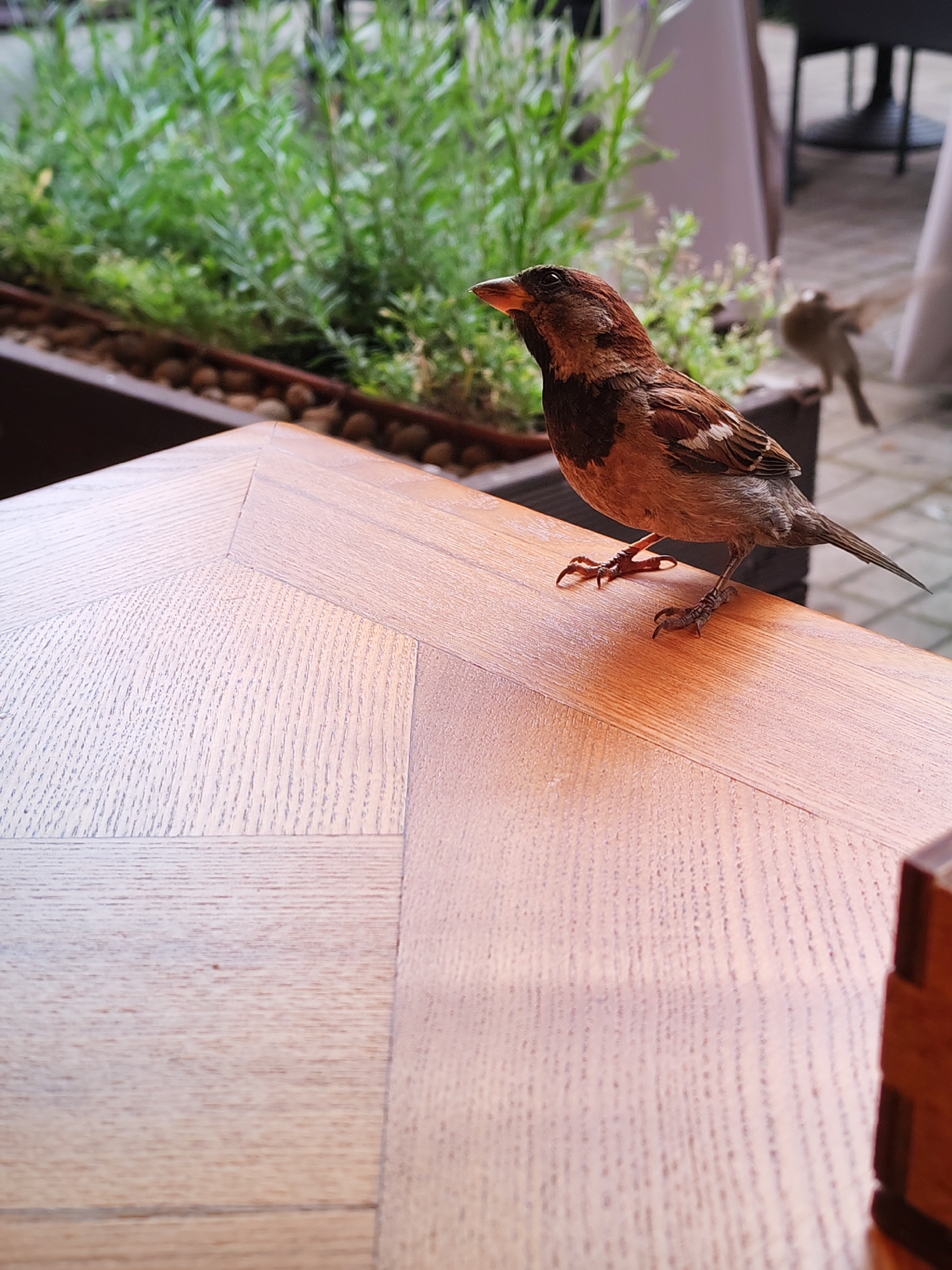 A house sparrow stands on a light-colored wooden table outdoors, with a planter box of green foliage in the background. The sparrow is facing left, its head slightly tilted upwards. Its feathers are a mix of brown, white, and black, and its beak is orange. The table has a geometric pattern formed by wooden planks. In the blurred background, another sparrow is visible on the ground. The scene appears to be from an outdoor seating area, possibly a cafe or restaurant, with tables and chairs faintly visible. The lighting suggests it is daytime, and the overall atmosphere is casual and natural. The specific location in Bol'shie Mkhi, Russia is not discernible from the image itself.