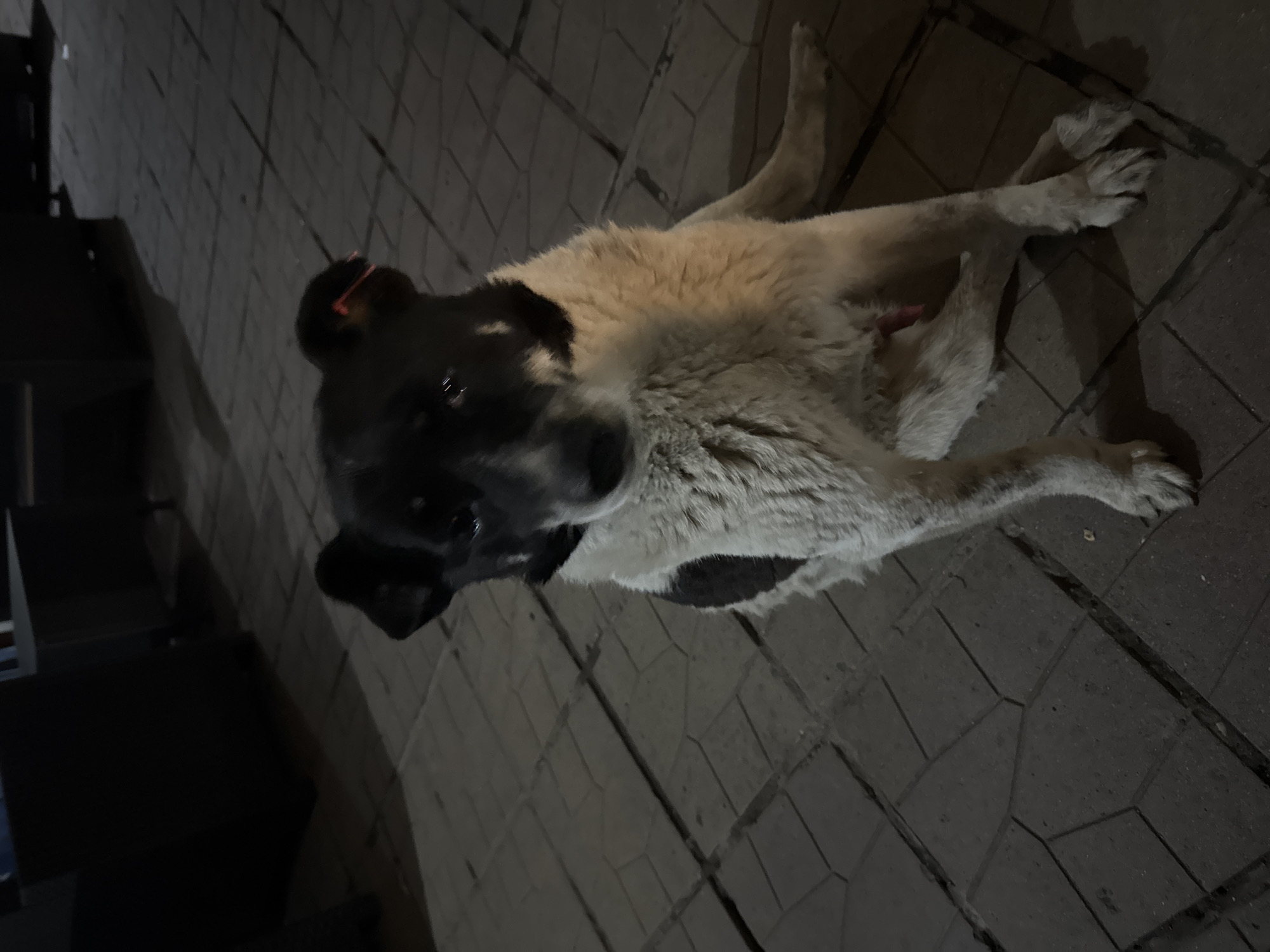 The media file features a large, male dog lying on its back on a paved surface, looking up towards the viewer. The dog has distinct dark fur on its head and parts of its body, contrasting with lighter, cream-colored fur covering most of its underside and legs. Its hind legs are splayed out, and the exposed penis is visible. An orange or red ear tag is noticeable on its left ear, typically indicating that the dog has been spayed/neutered and vaccinated as part of a community animal program.
The setting appears to be outdoors at night or in a dimly lit area, possibly an urban environment like a street or sidewalk, suggested by the grey, interlocking pavers on the ground. The lighting is artificial, illuminating the dog from above, while the background remains dark and indistinct, with hints of shadows and structures. The dog's eyes are open, and its posture suggests a relaxed, comfortable, and possibly trusting demeanor. There is no visible text in the image. The location context is Lom, Bulgaria.