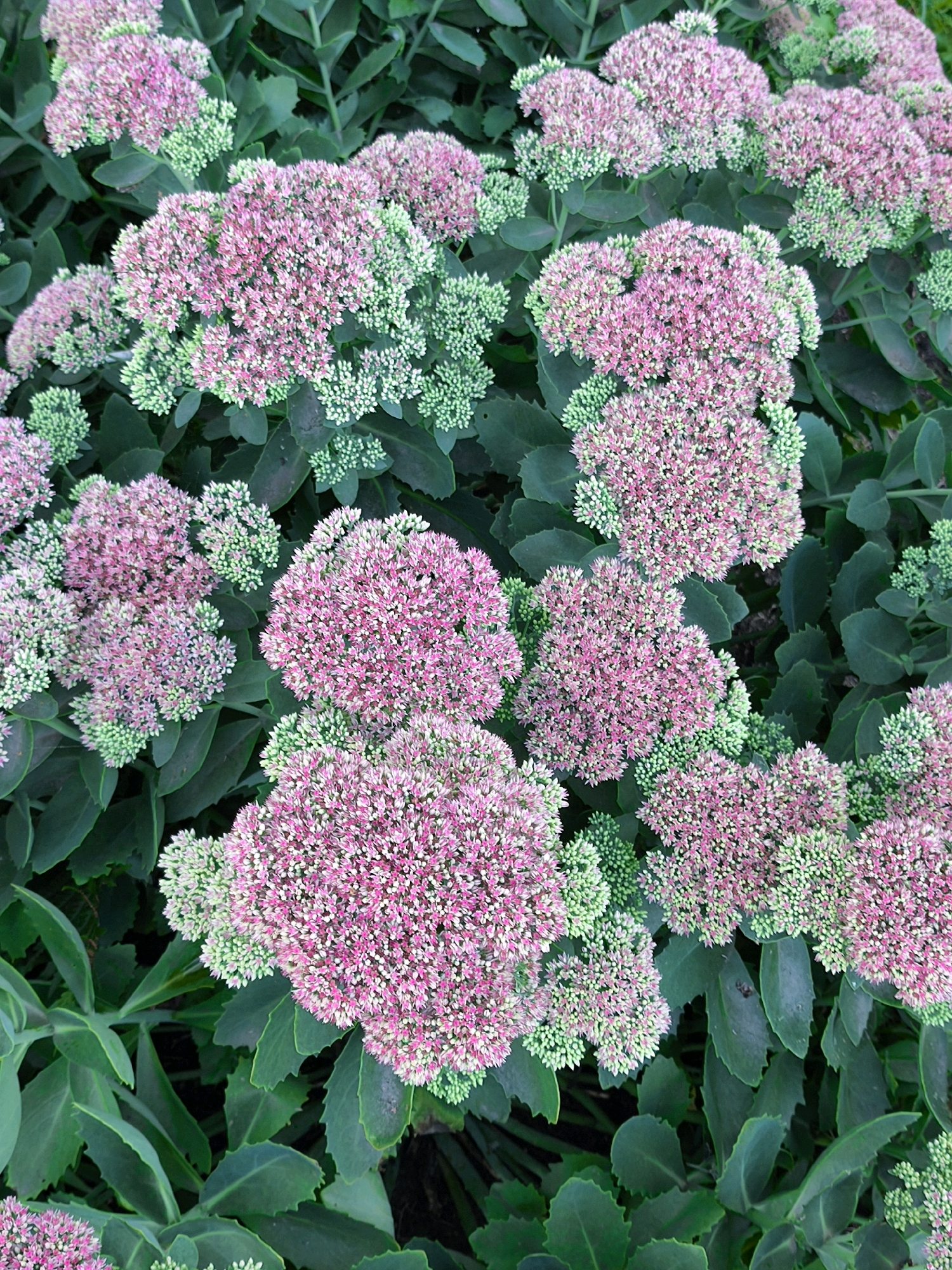 The image displays a dense cluster of flowering sedum plants, specifically the *Hylotelephium spectabile* species, commonly known as autumn joy sedum. The flowers are arranged in large, flattened clusters, transitioning in color from a pale green in their bud stage to a vibrant pink as they mature. The leaves of the plants are thick, succulent, and arranged alternately along the stems, with serrated edges. The overall impression is of a lush, natural setting, suggesting a garden or a park. Without any specific landmarks or identifiable features, it is impossible to determine the exact location within the city of Mahilyow, Belarus. The scene is devoid of human presence or any man-made objects, focusing solely on the botanical elements of the flowering plants.