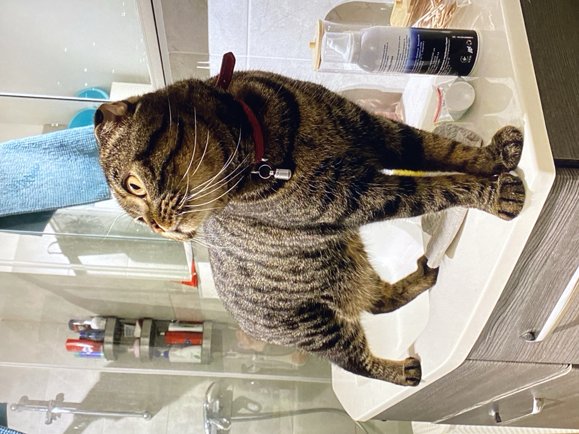 A tabby cat wearing a red collar with a silver tag stands on a white countertop in a bathroom. The cat is facing left and looking upwards. Behind the cat, a shower with a chrome faucet and a shelf containing various bottles and containers is visible. A blue towel hangs on the wall. On the countertop to the right of the cat are several items, including a clear plastic bottle with a white pump dispenser and a small white bag with a red zipper containing a white object. The countertop is above a dark gray cabinet with silver handles. The scene appears to be an indoor domestic setting, specifically a bathroom.